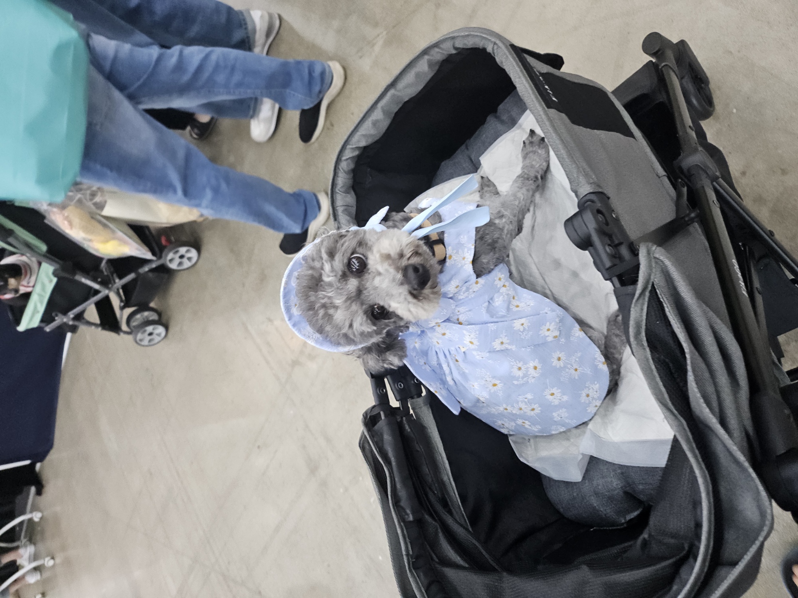 까순이(까니) 임시보호 한달차