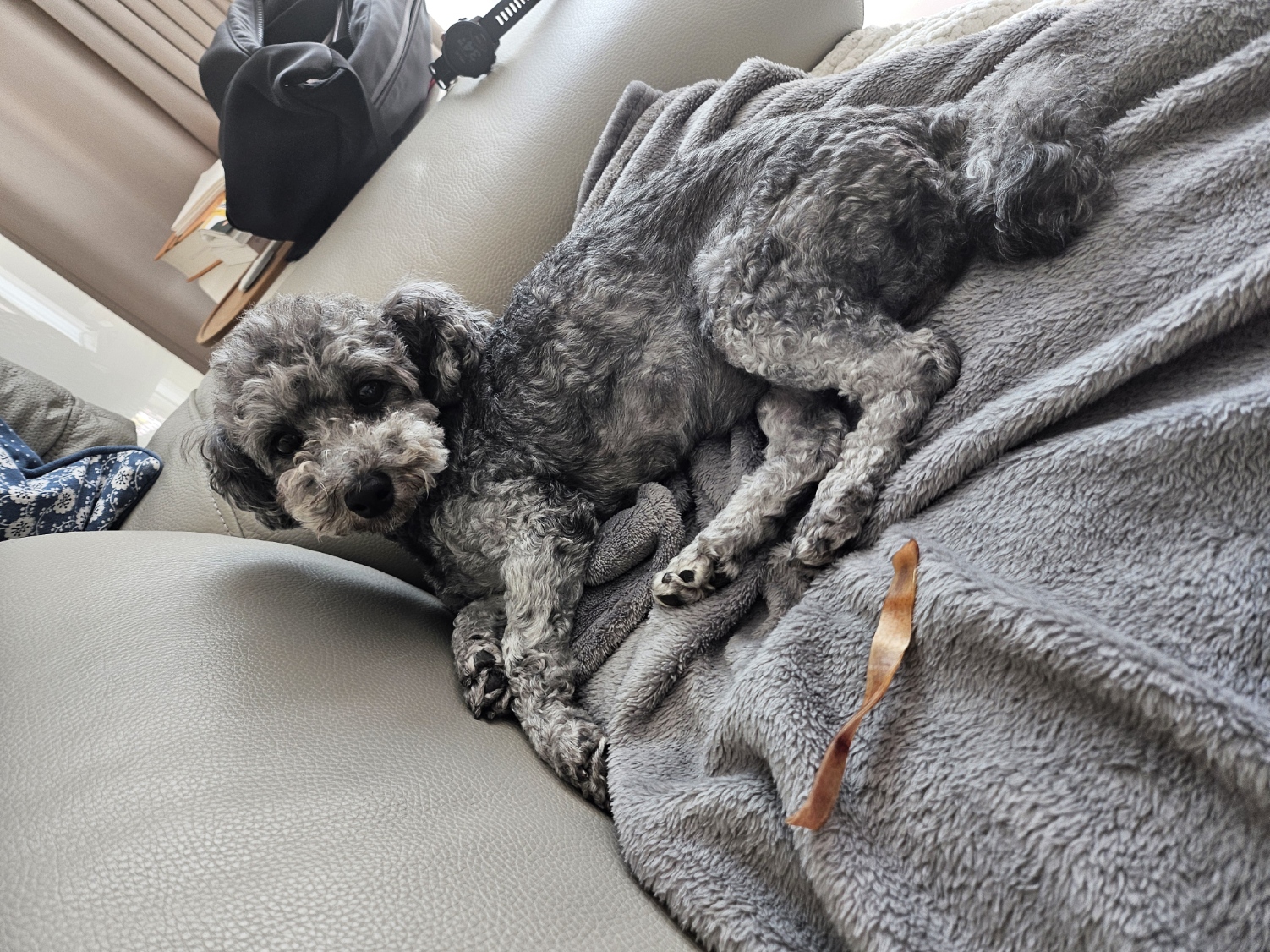 까순이(까니) 임시보호 한달차