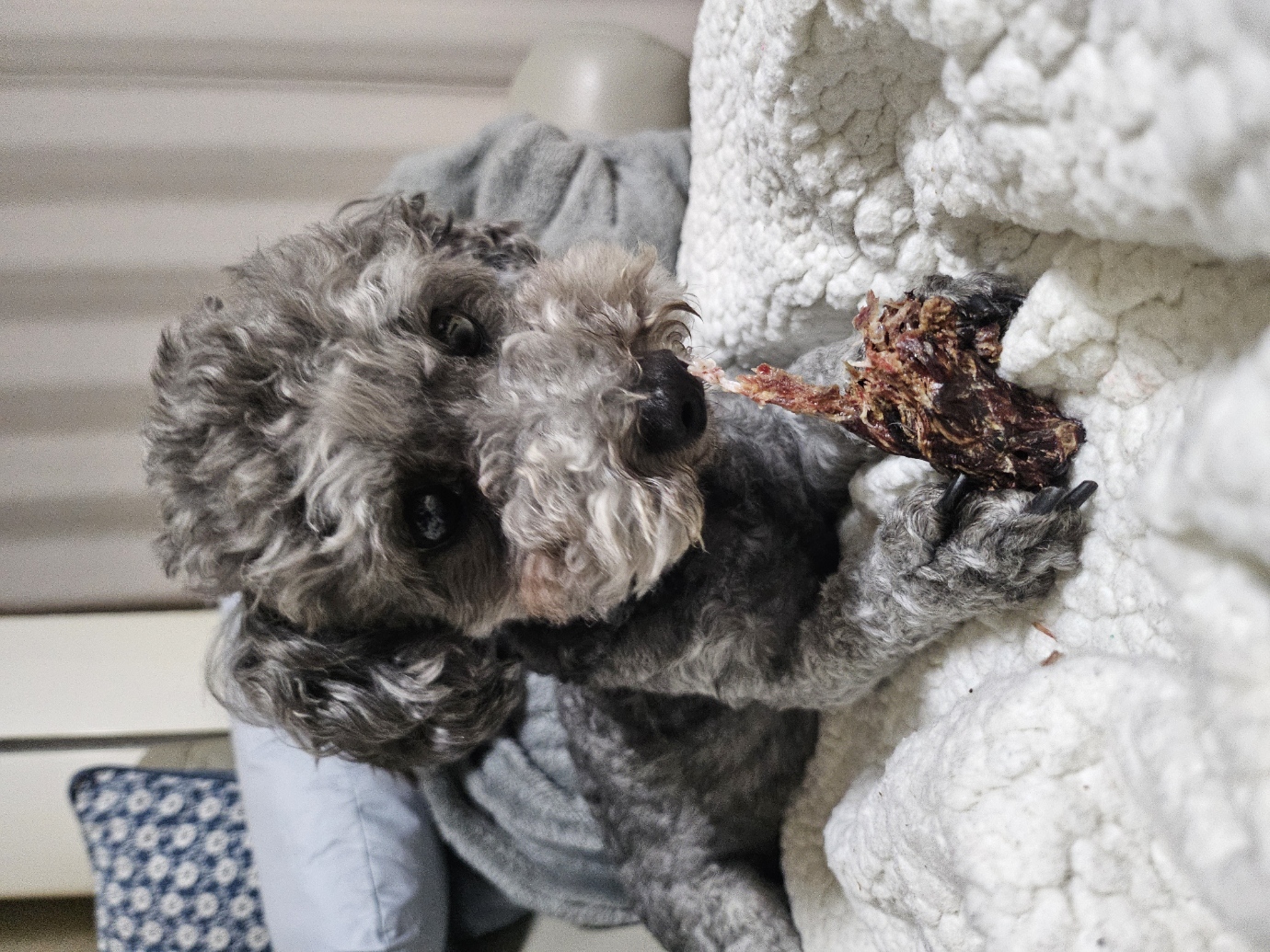 까순이(까니) 임시보호 한달차