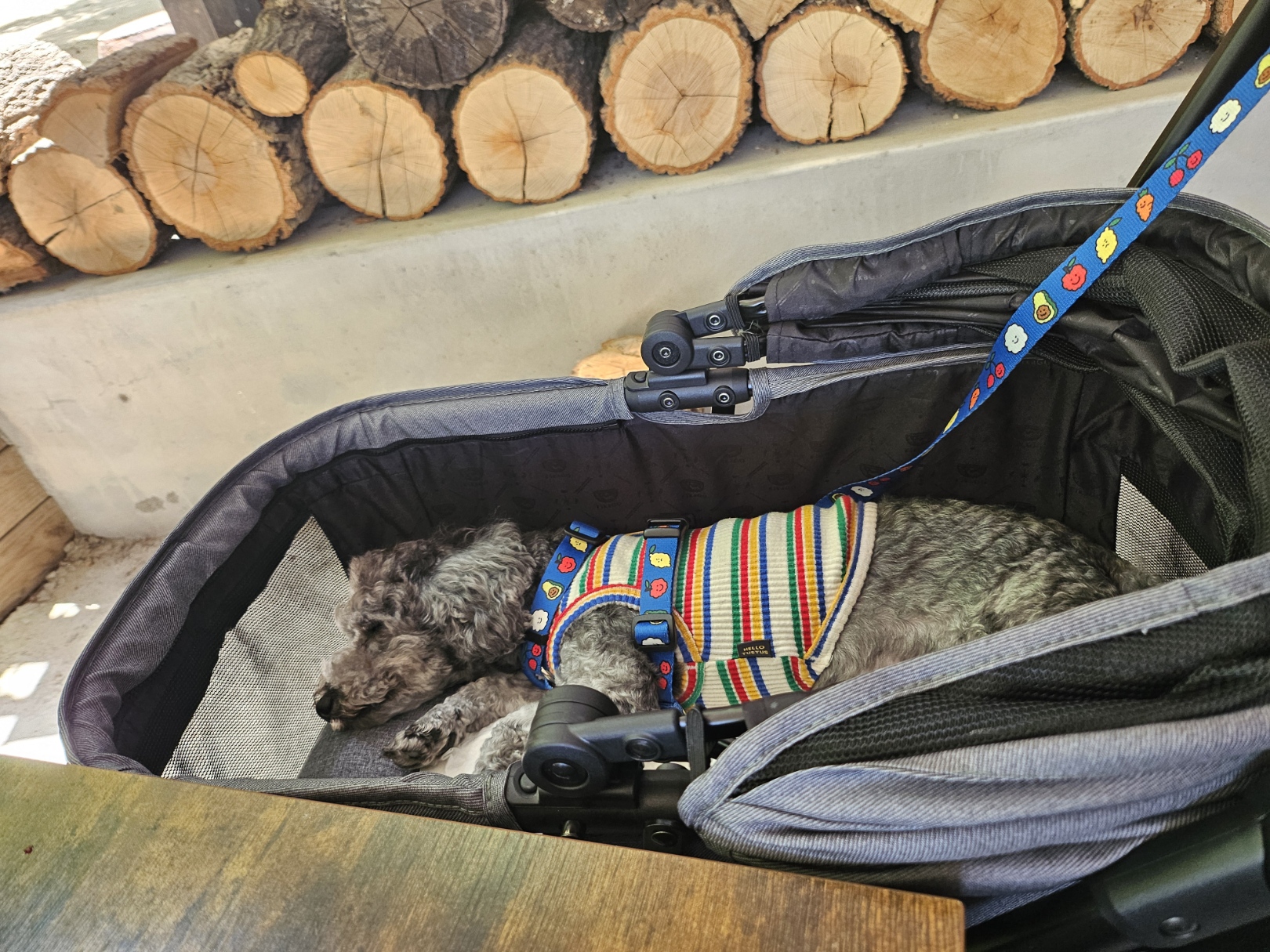 까순이(까니) 임시보호 한달차