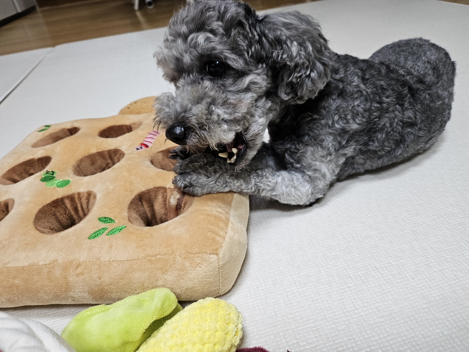 까순이(까니) 임시보호 한달차