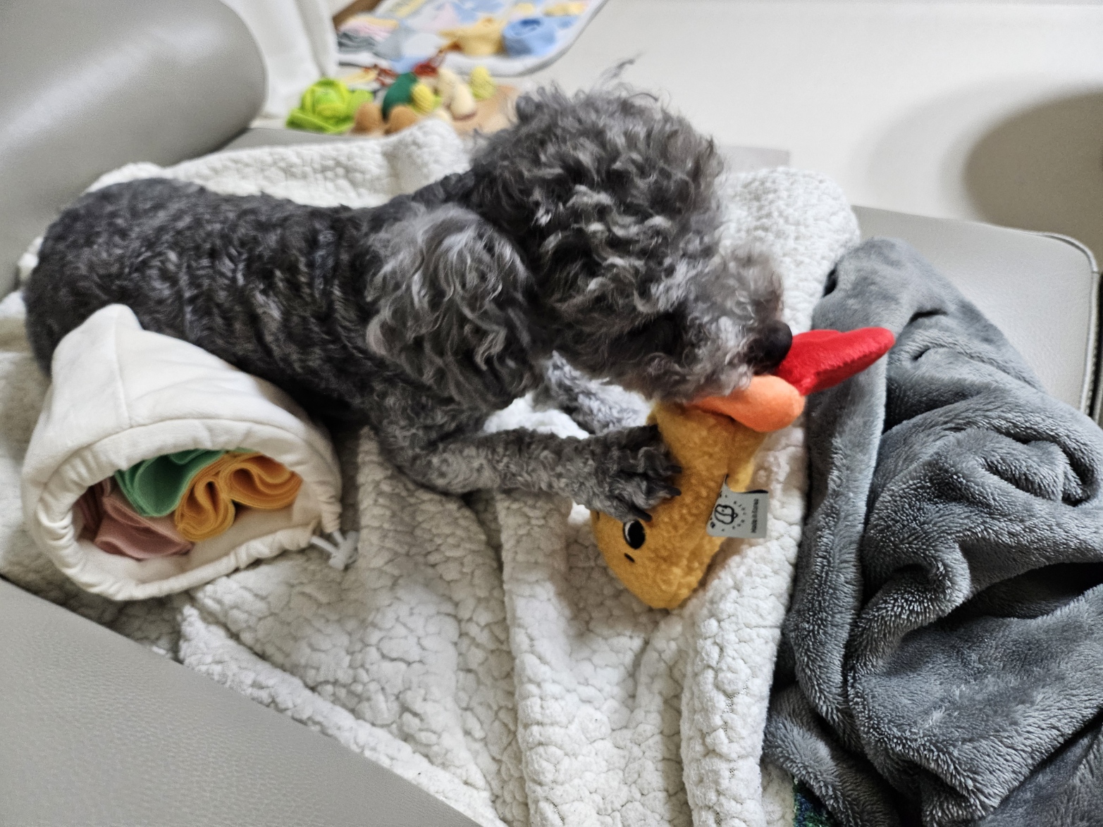 까순이(까니) 임시보호 한달차