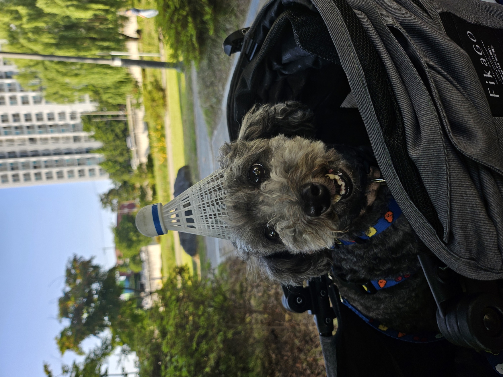 까순이(까니) 임시보호 한달차