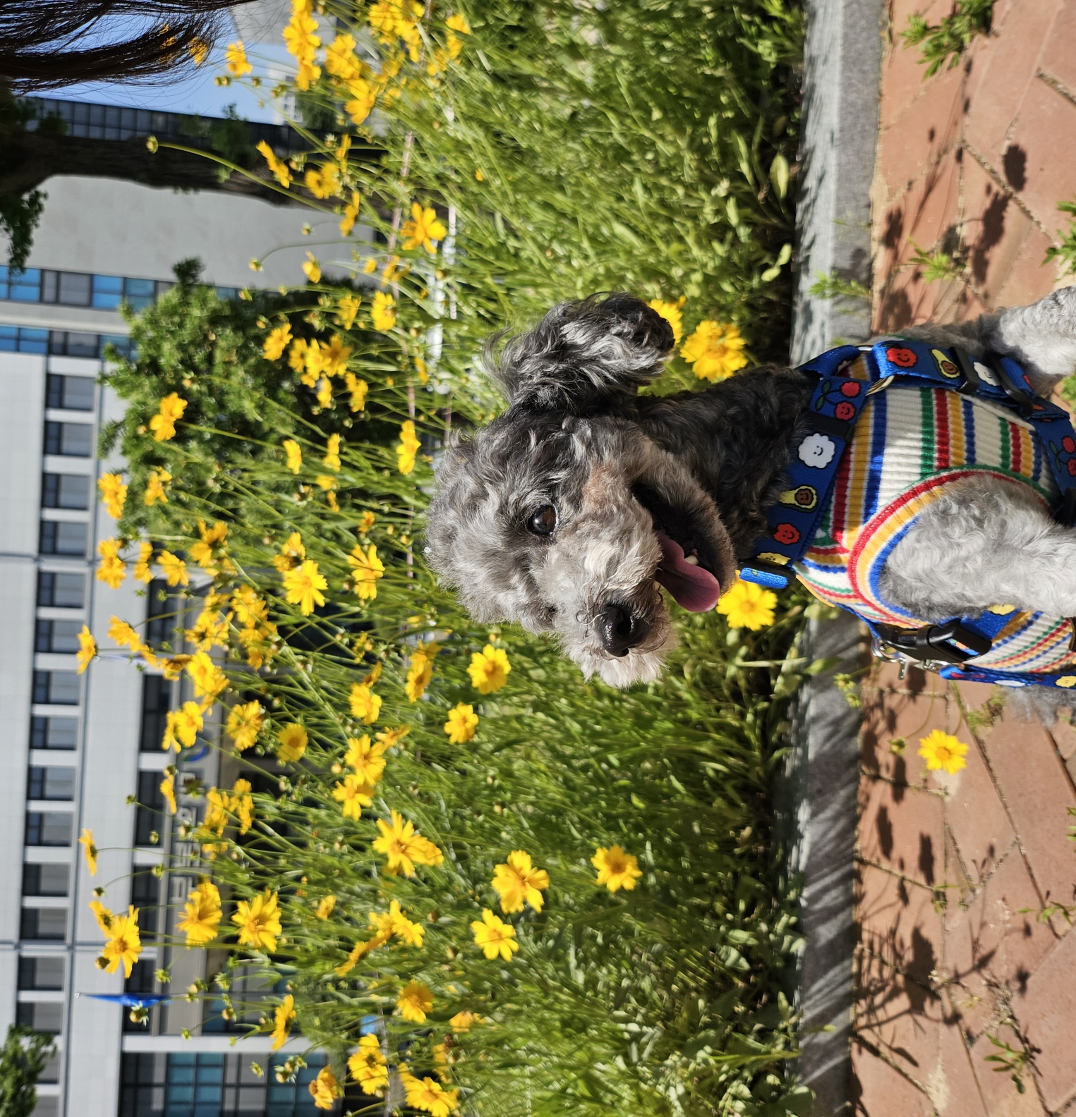 까순이(까니) 임시보호 한달차