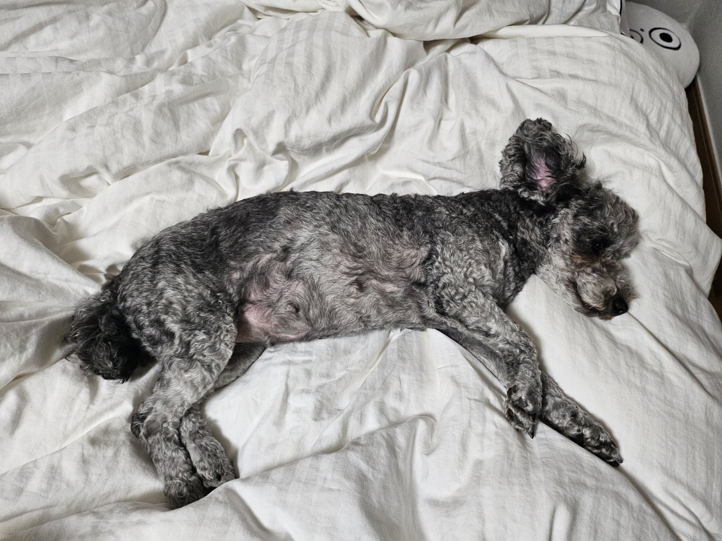 까순이(까니) 임시보호 한달차