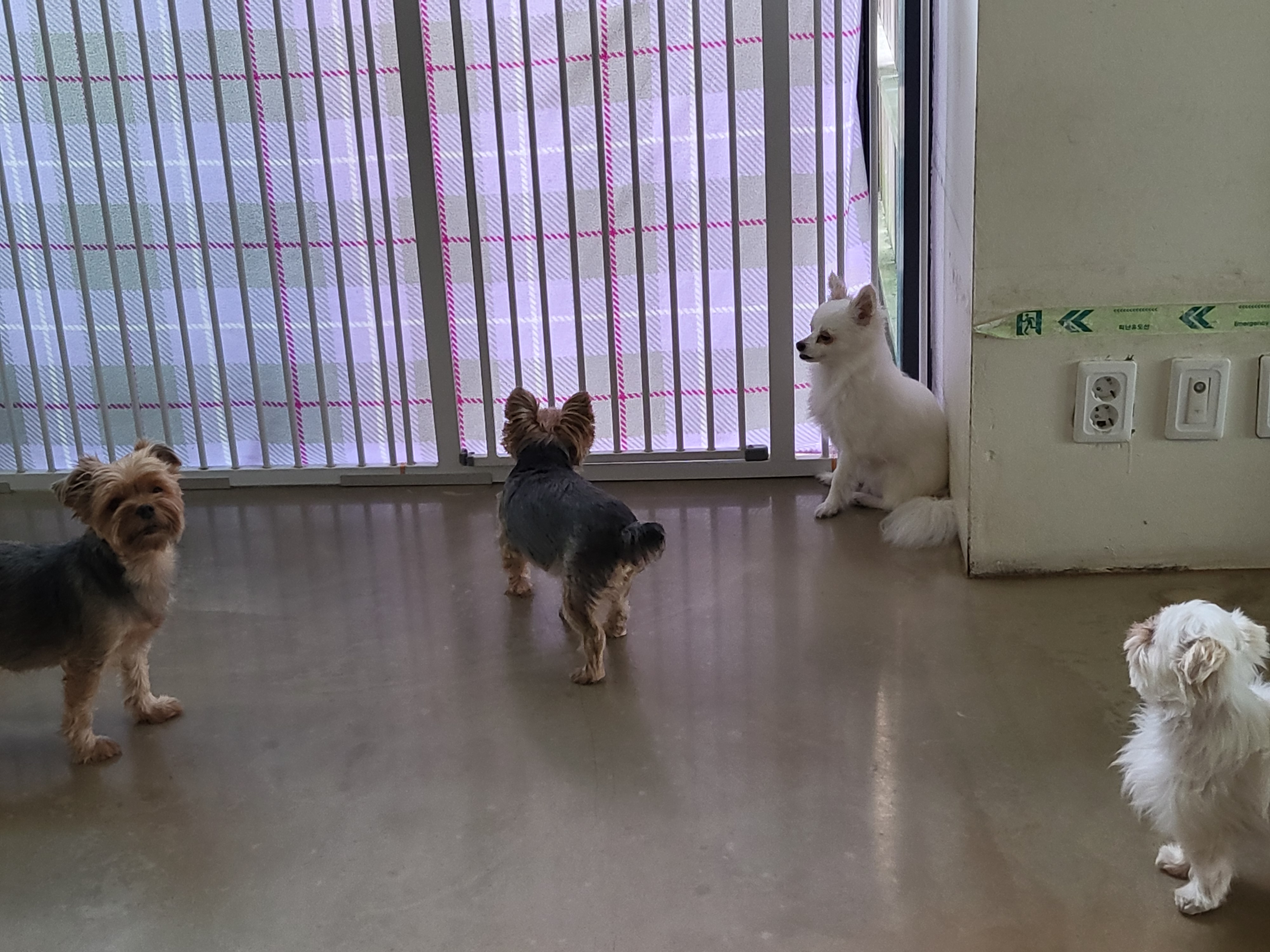 율(아산 올리) 소식 전해요