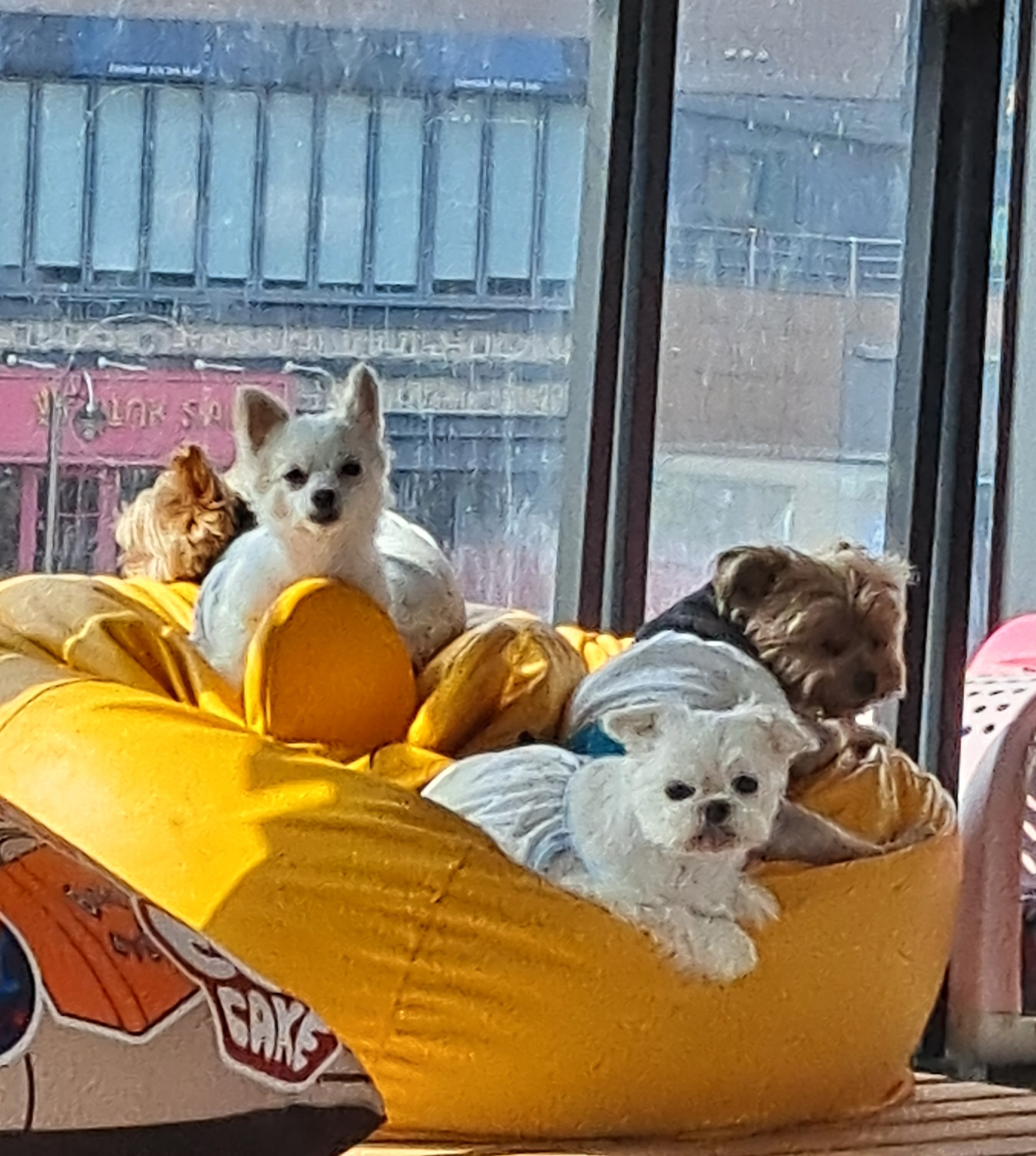 율(아산 올리) 소식 전해요