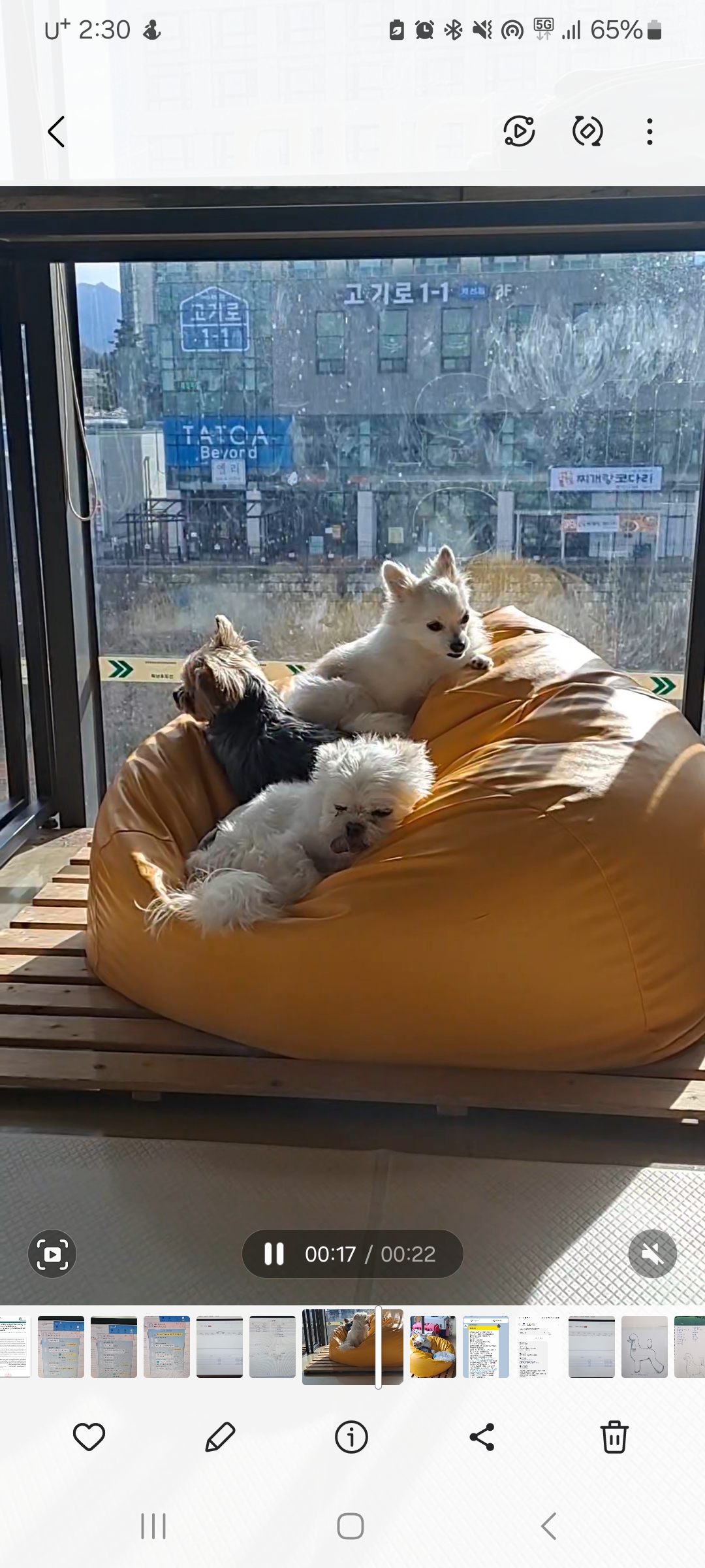 율(아산 올리) 소식 전해요