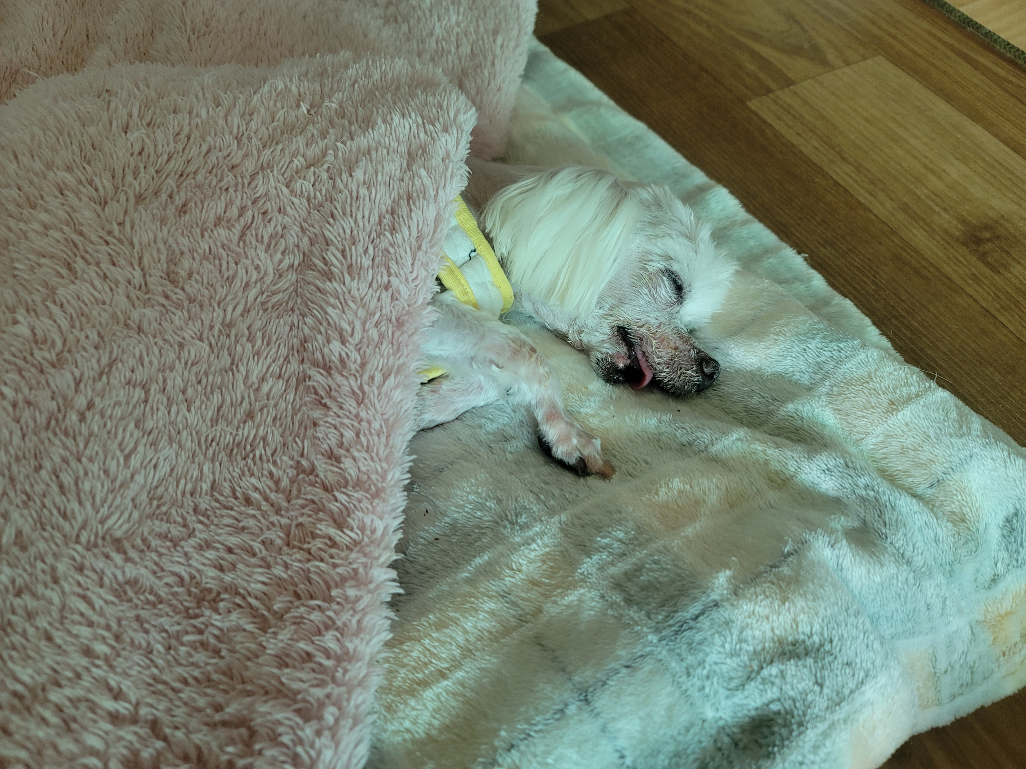 시흥꼬미이야기..