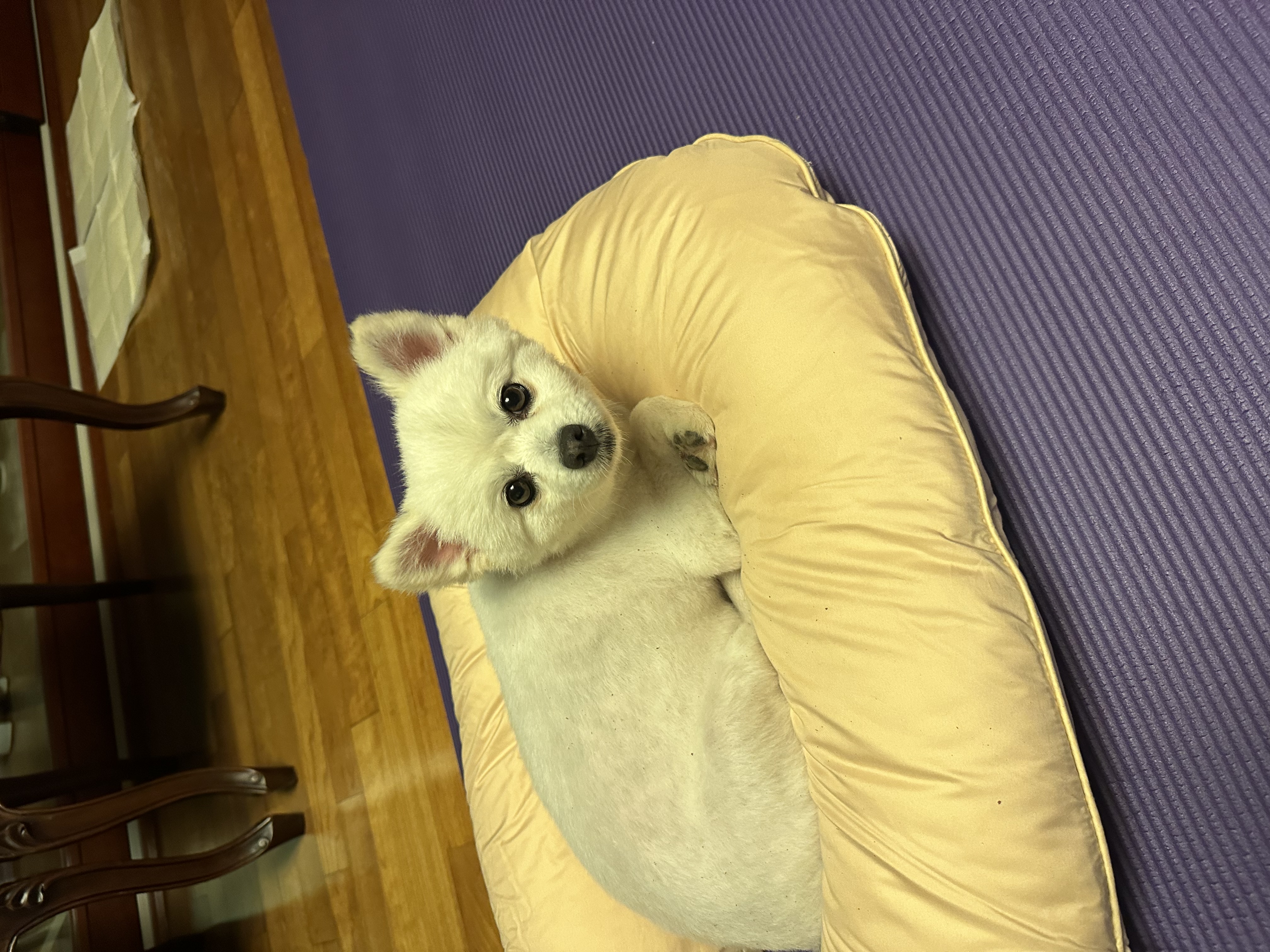 오쥬 임시보호 일주일차입니다!