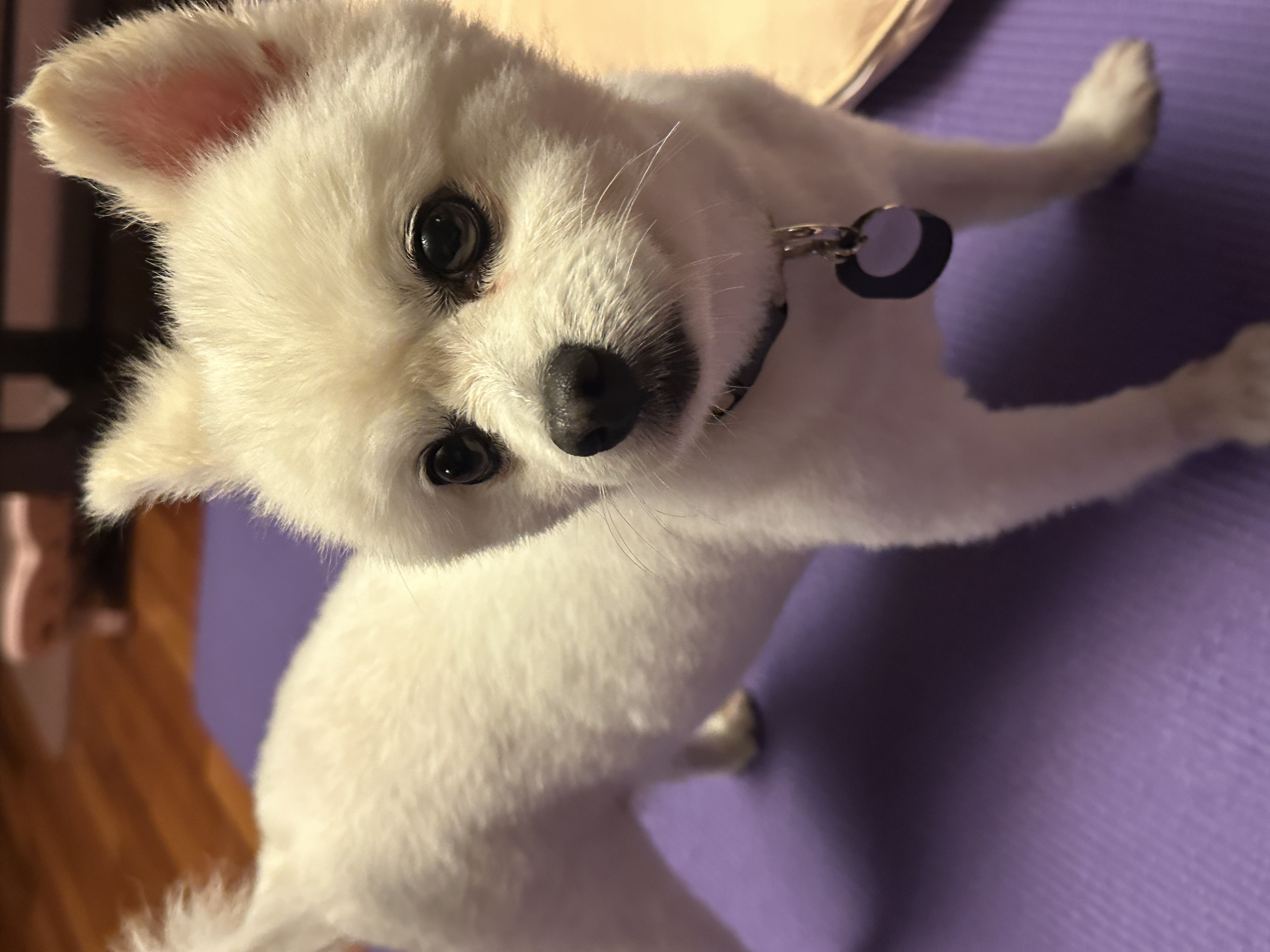 오쥬 임시보호 일주일차입니다!