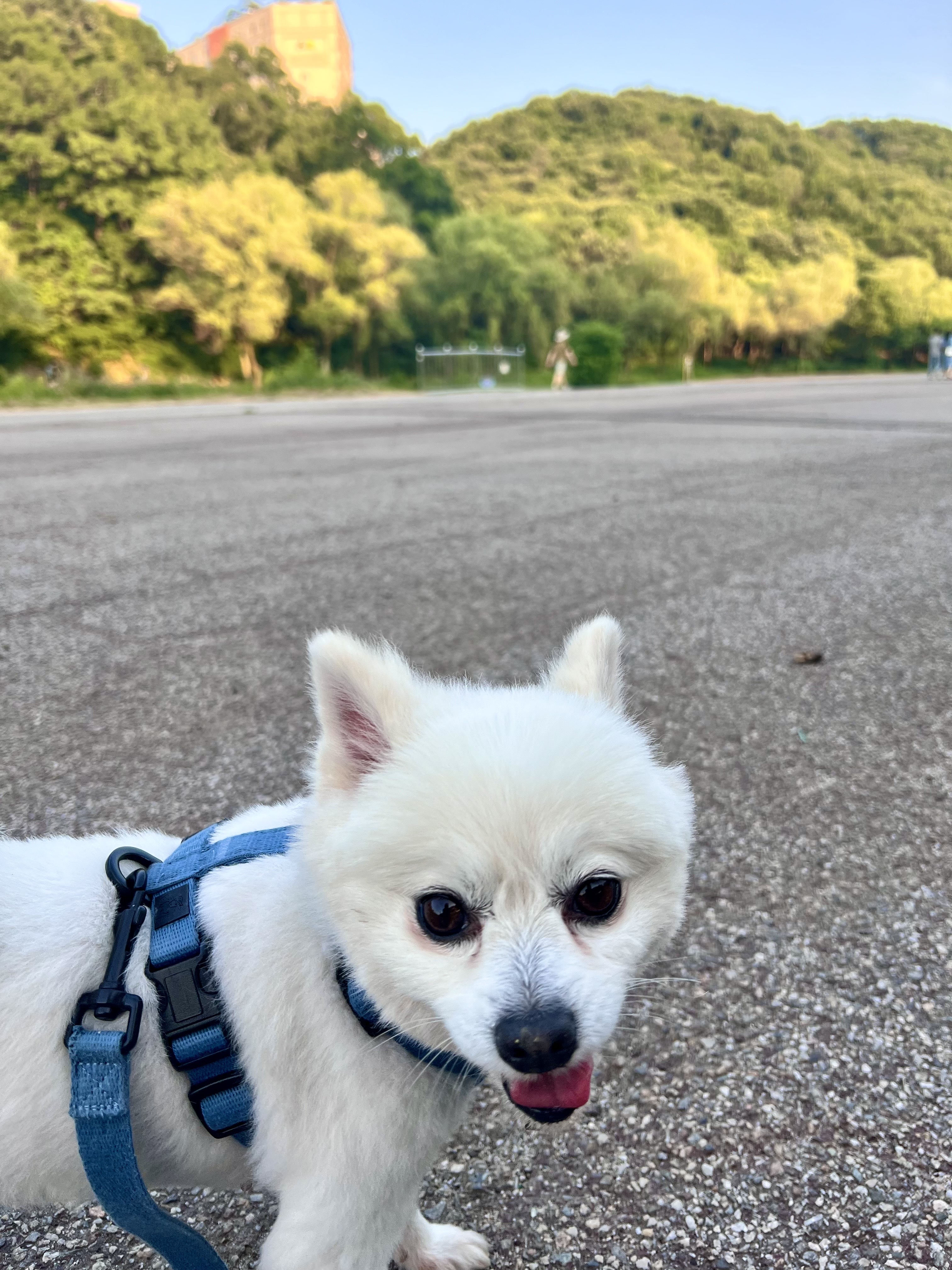 오쥬 임시보호 일주일차입니다!