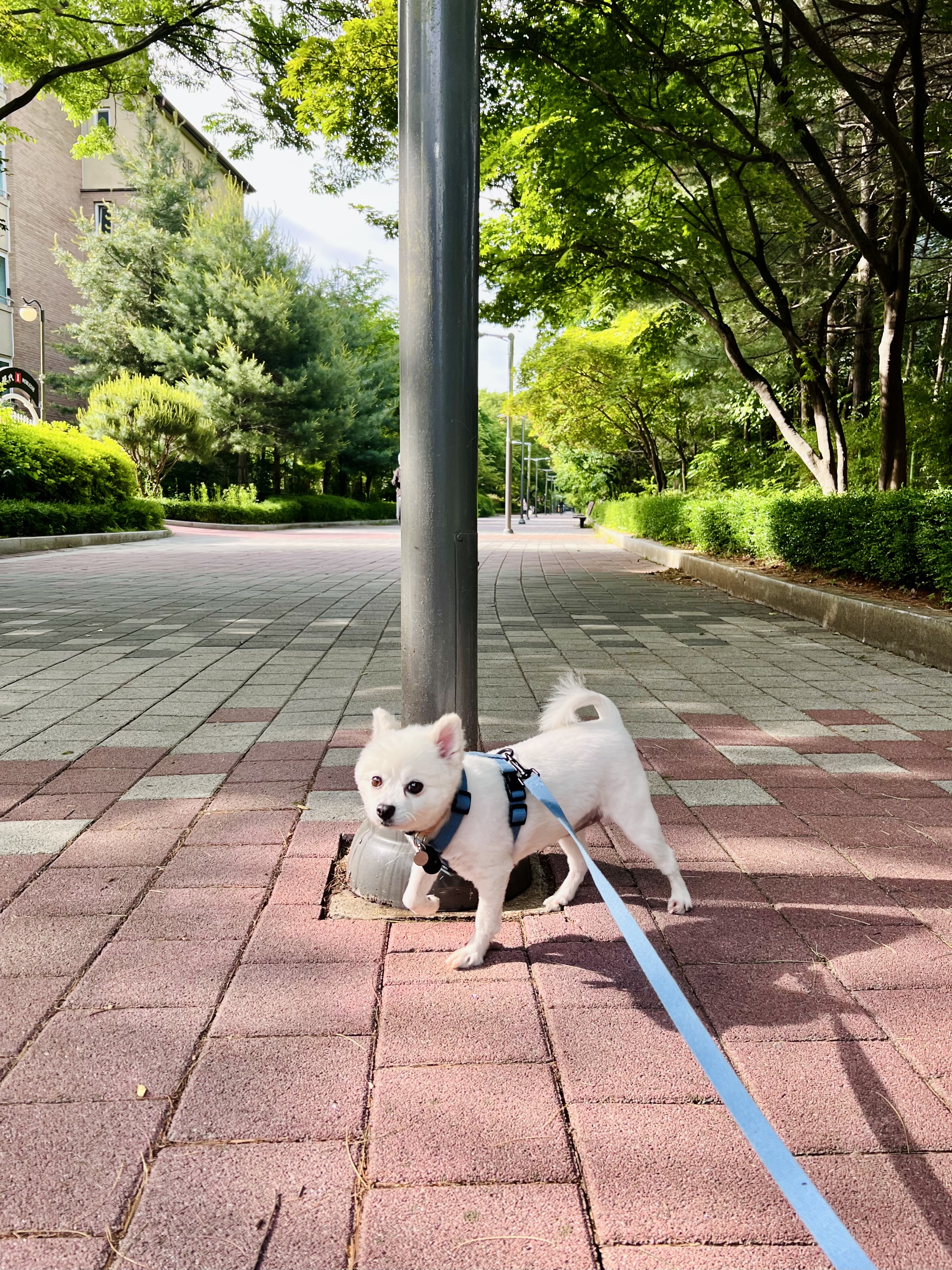 오쥬 임시보호 일주일차입니다!
