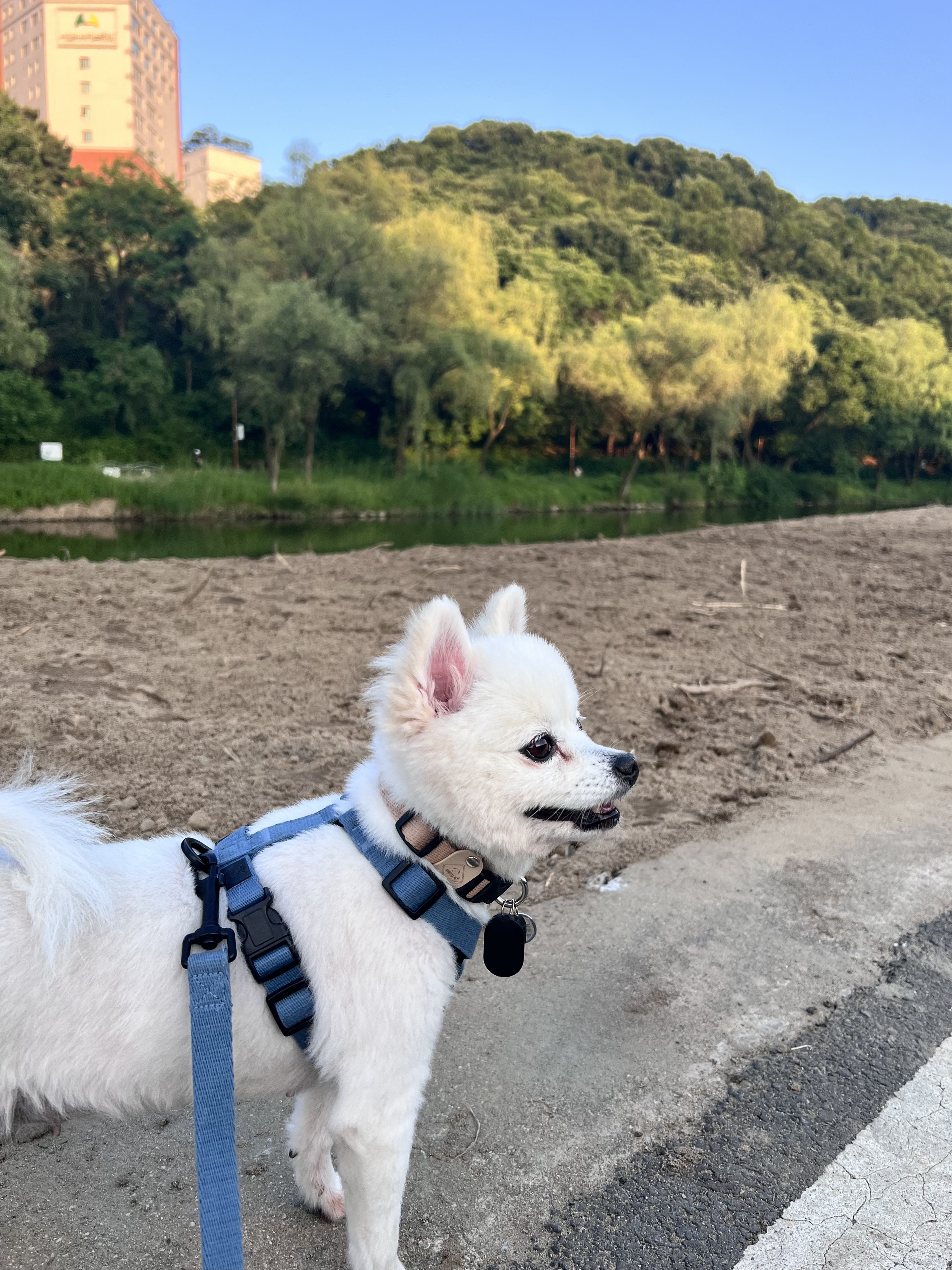 오쥬 임시보호 일주일차입니다!