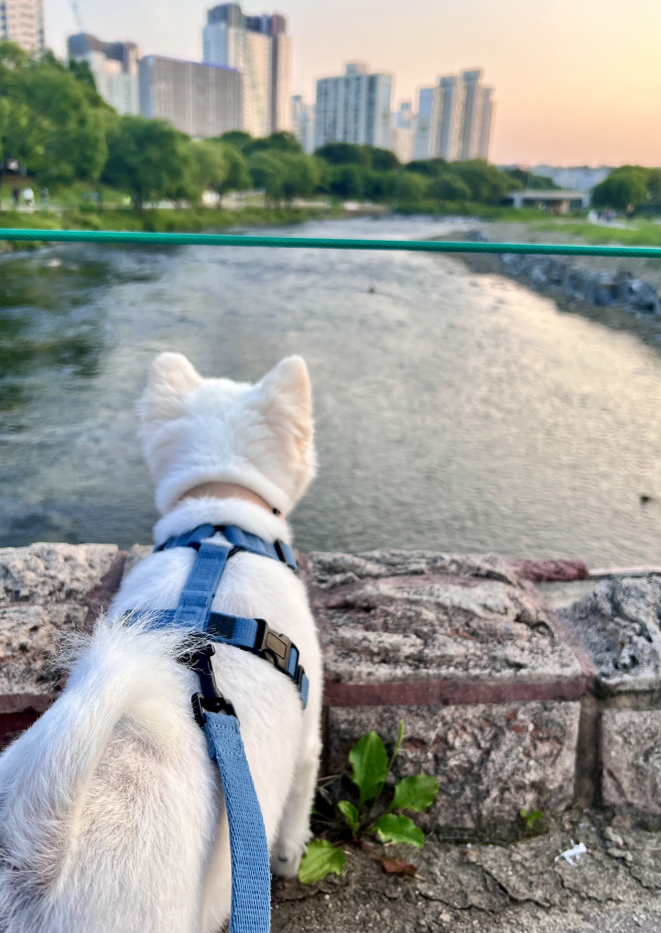 오쥬 임시보호 일주일차입니다!