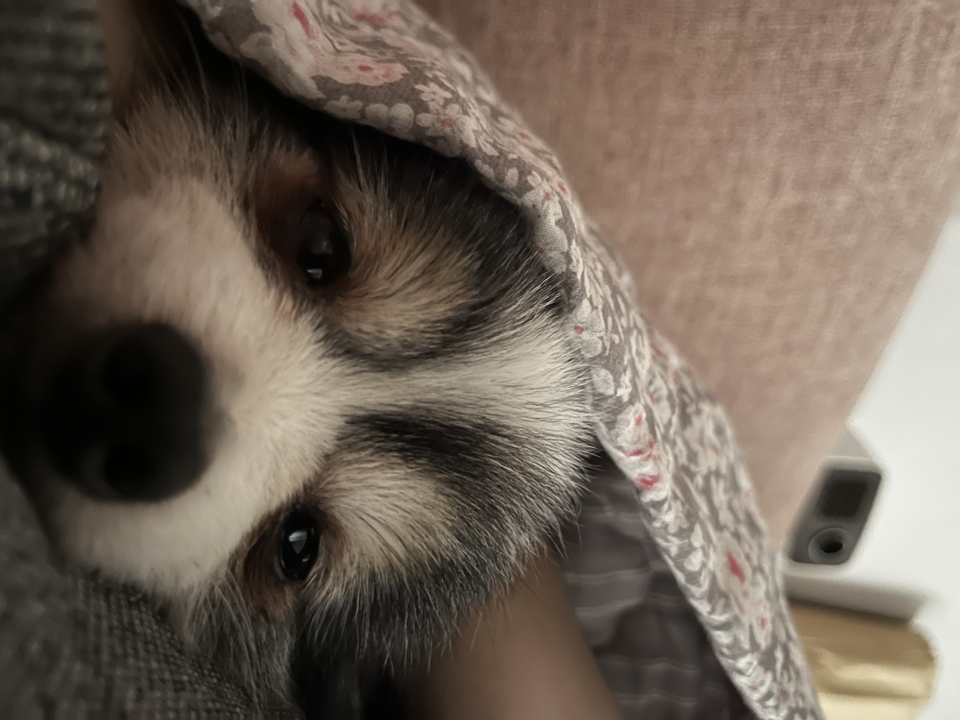 (구)아미 (현)땅콩 입양 50일입니다~:)