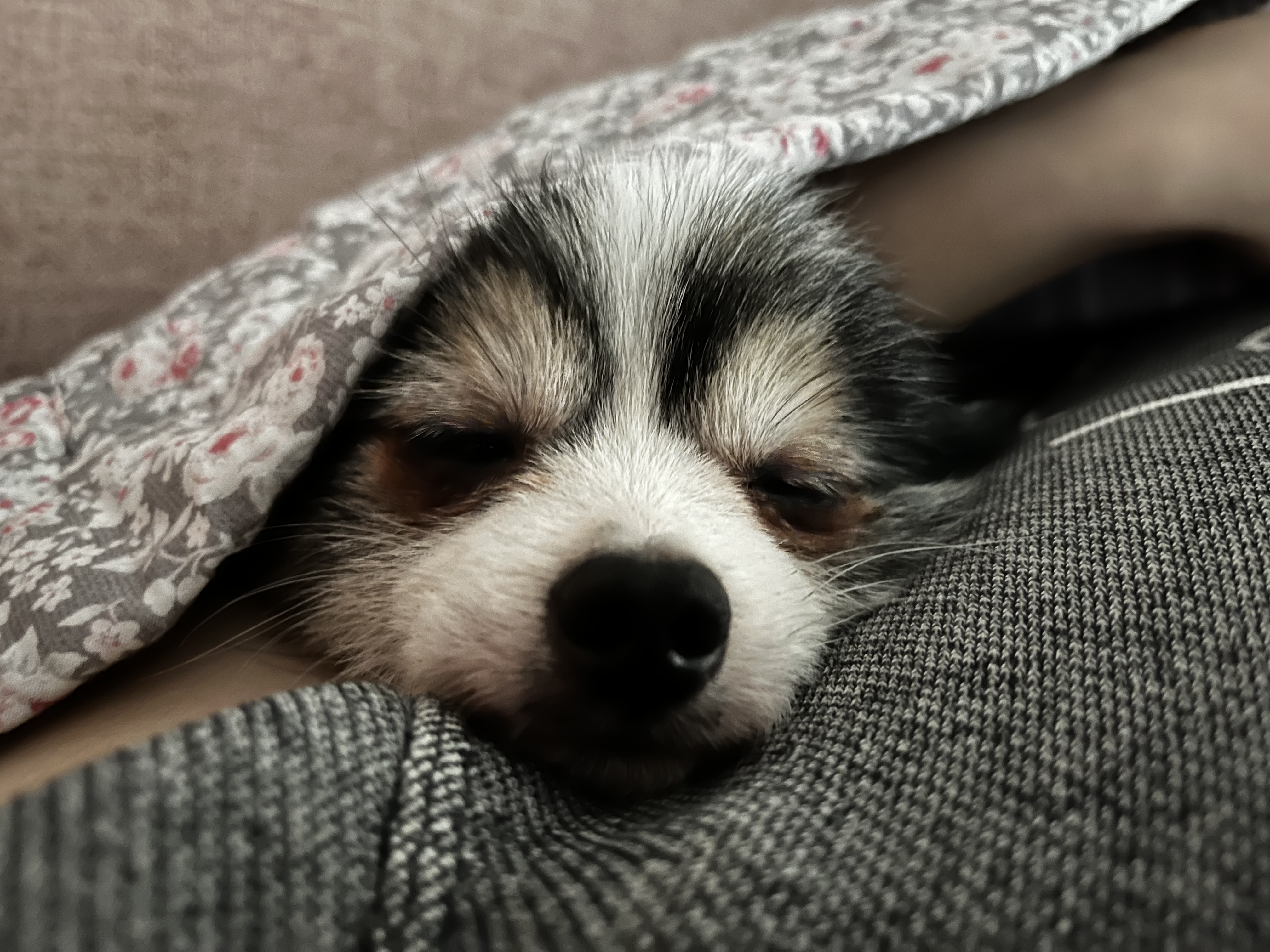 (구)아미 (현)땅콩 입양 50일입니다~:)