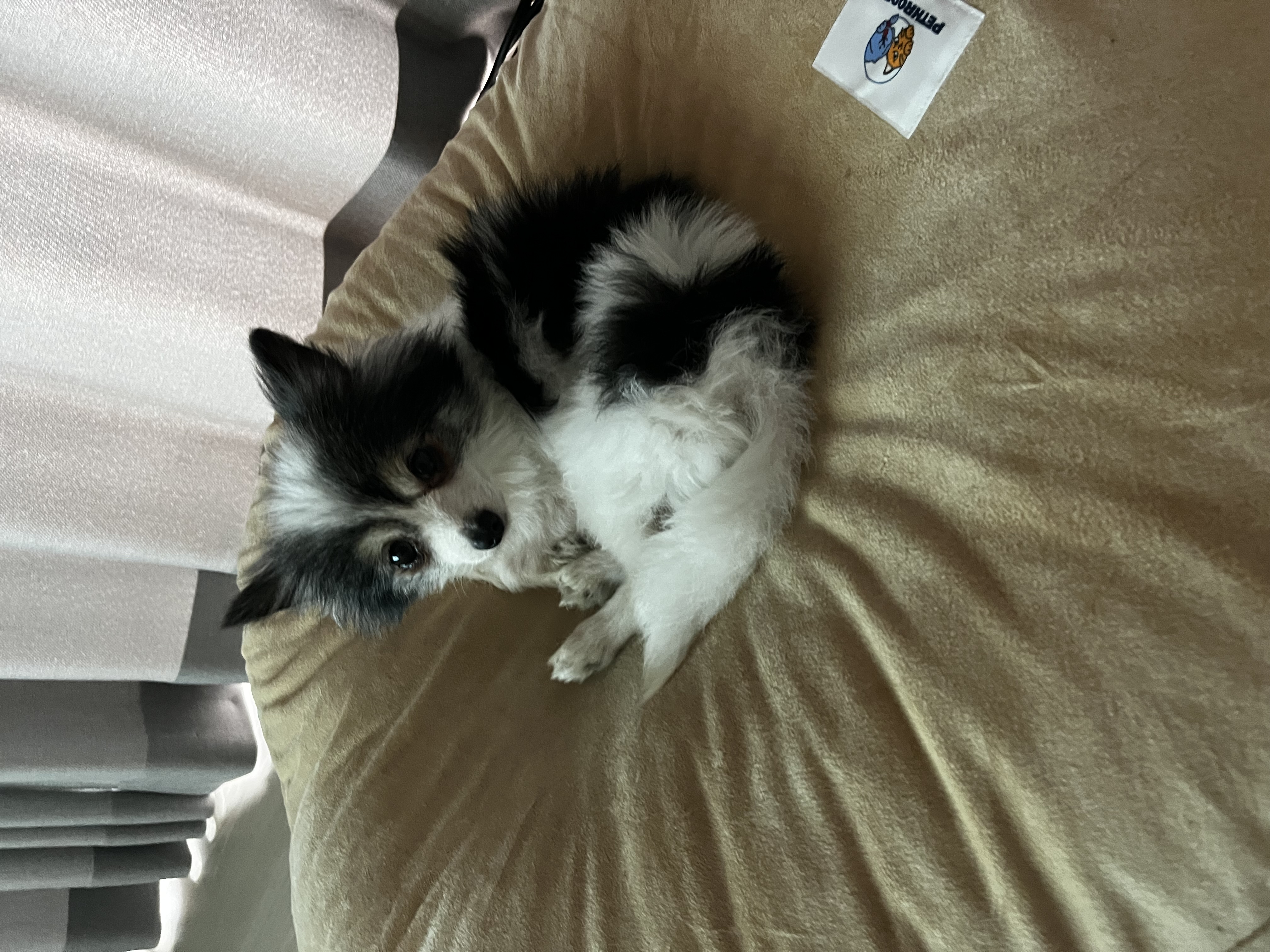 (구)아미 (현)땅콩 입양 50일입니다~:)