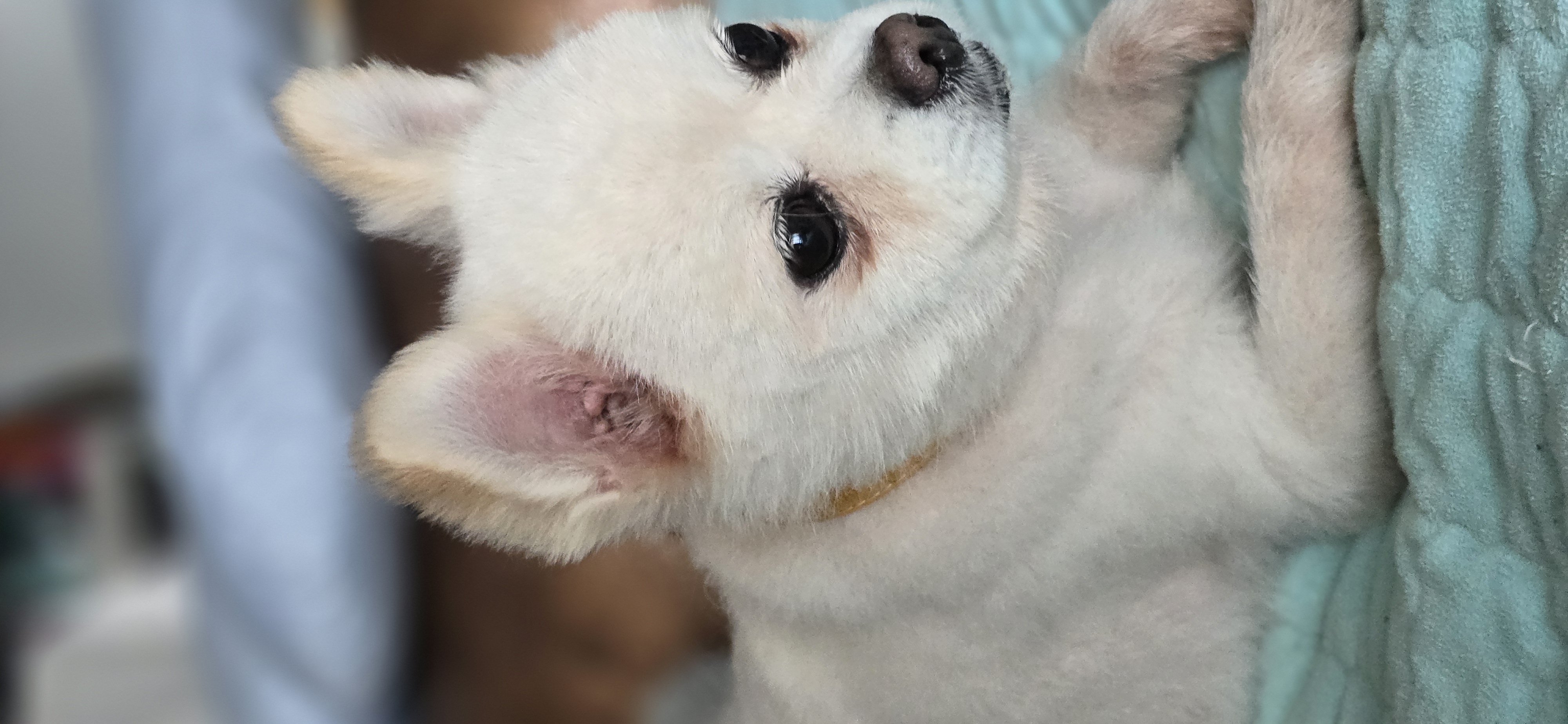 하뽀(봄이) 임시보호 한달째 후기입니다