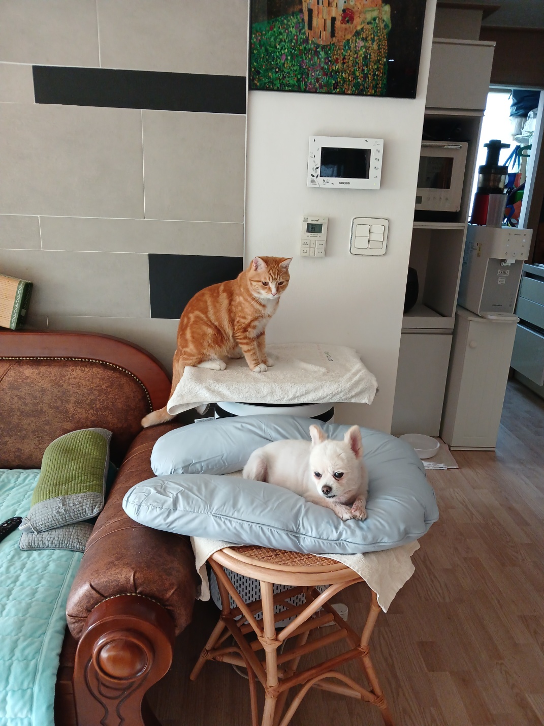 하뽀(봄이) 임시보호 한달째 후기입니다