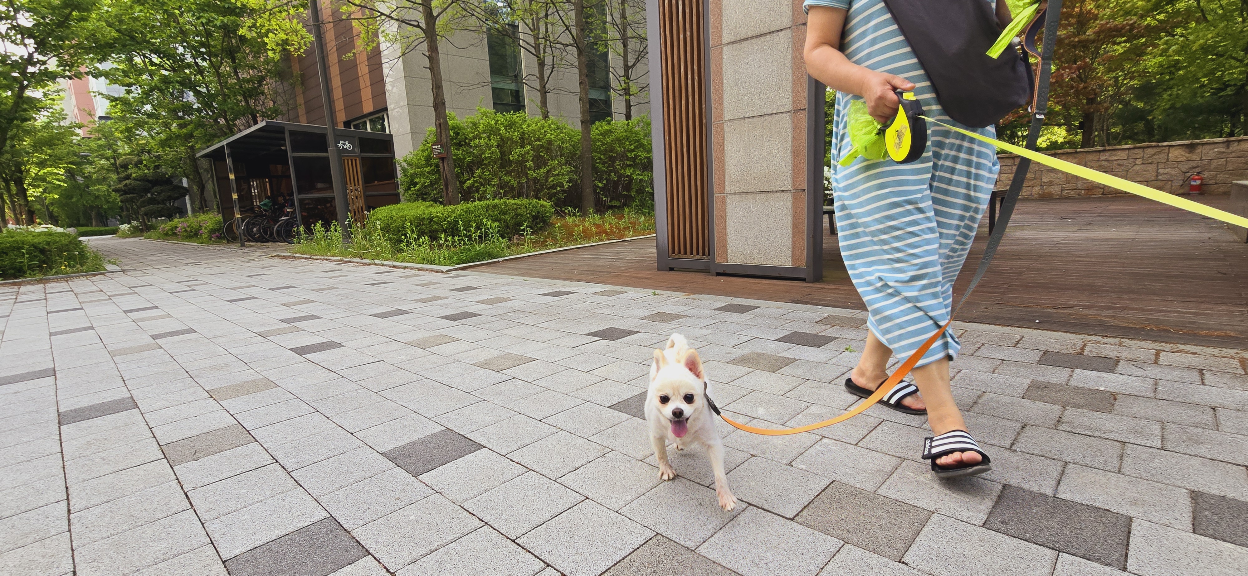 하뽀(봄이) 임시보호 한달째 후기입니다