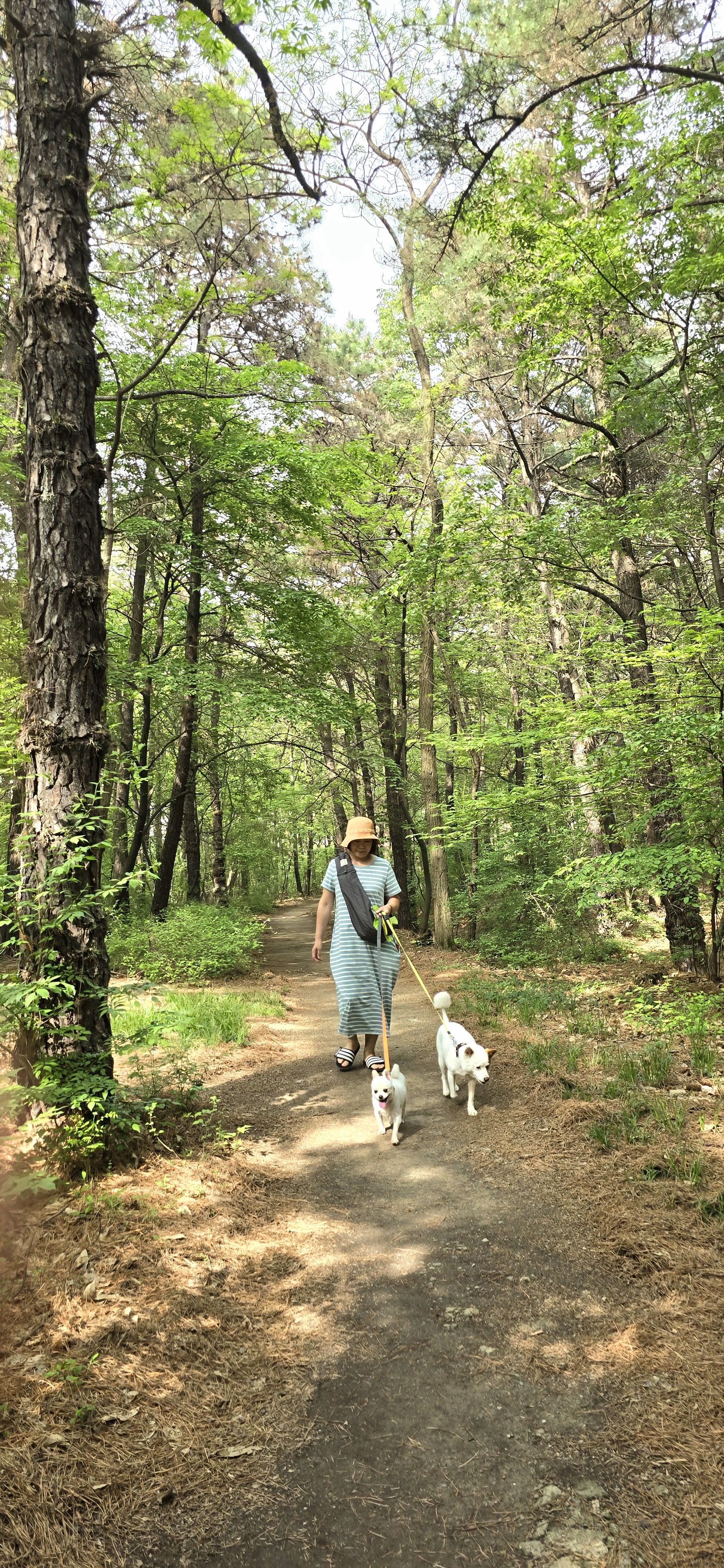 하뽀(봄이) 임시보호 한달째 후기입니다