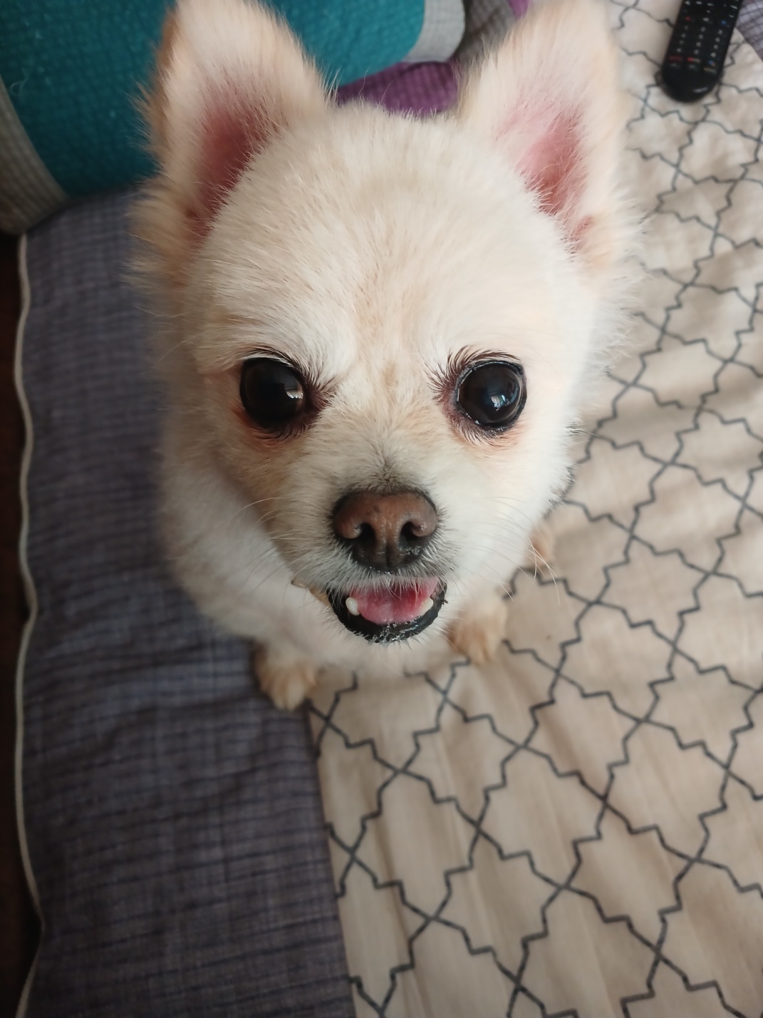 하뽀(봄이) 임시보호 한달째 후기입니다