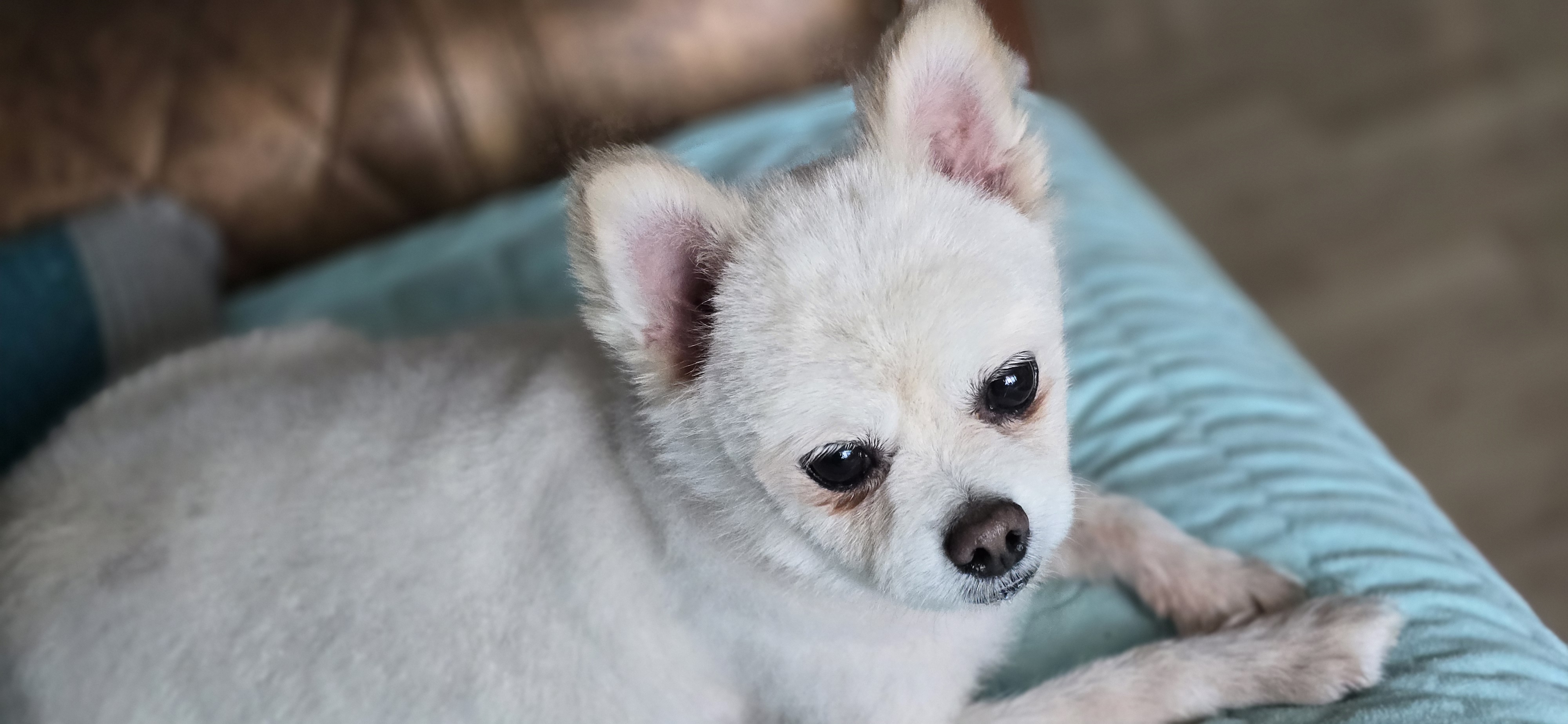 하뽀(봄이) 임시보호 한달째 후기입니다