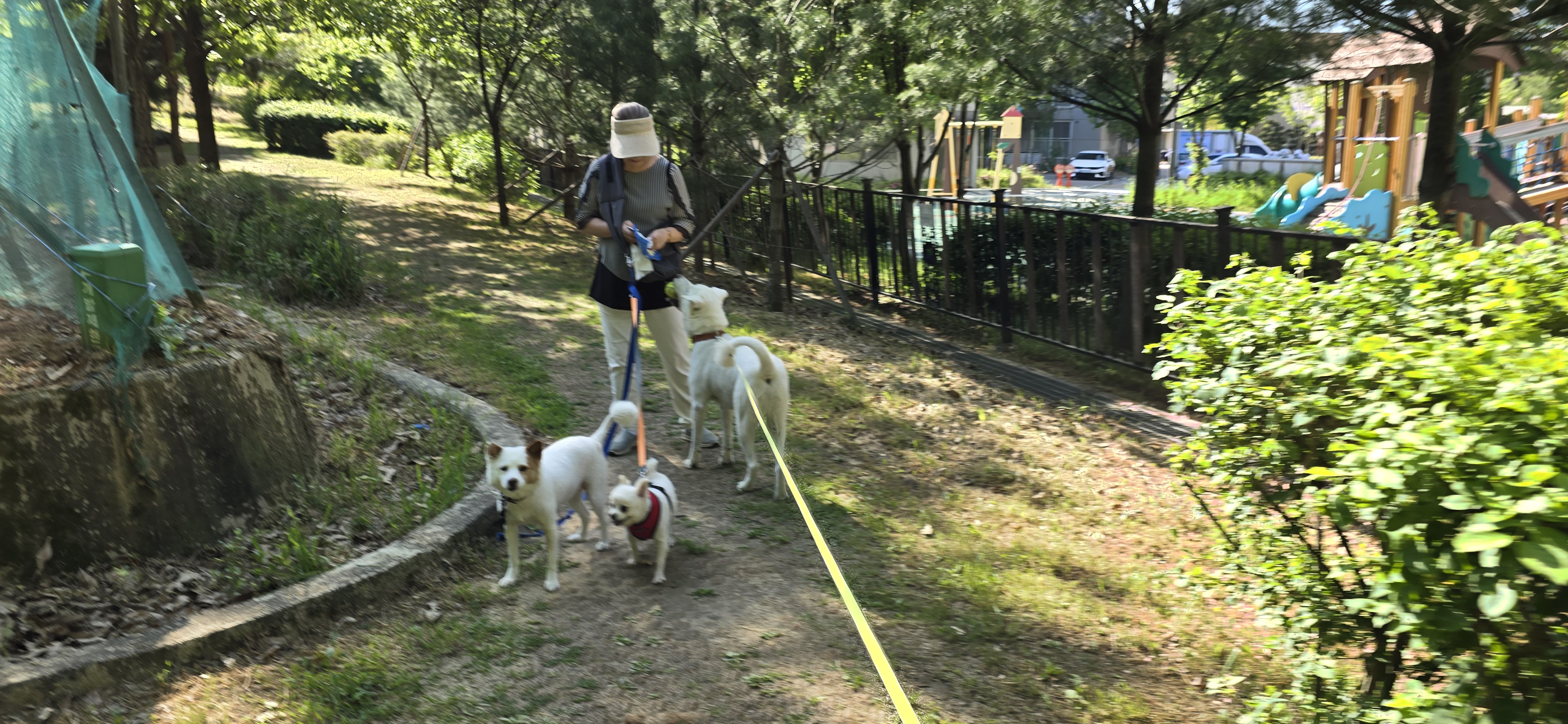 하뽀(봄이) 임시보호 한달째 후기입니다
