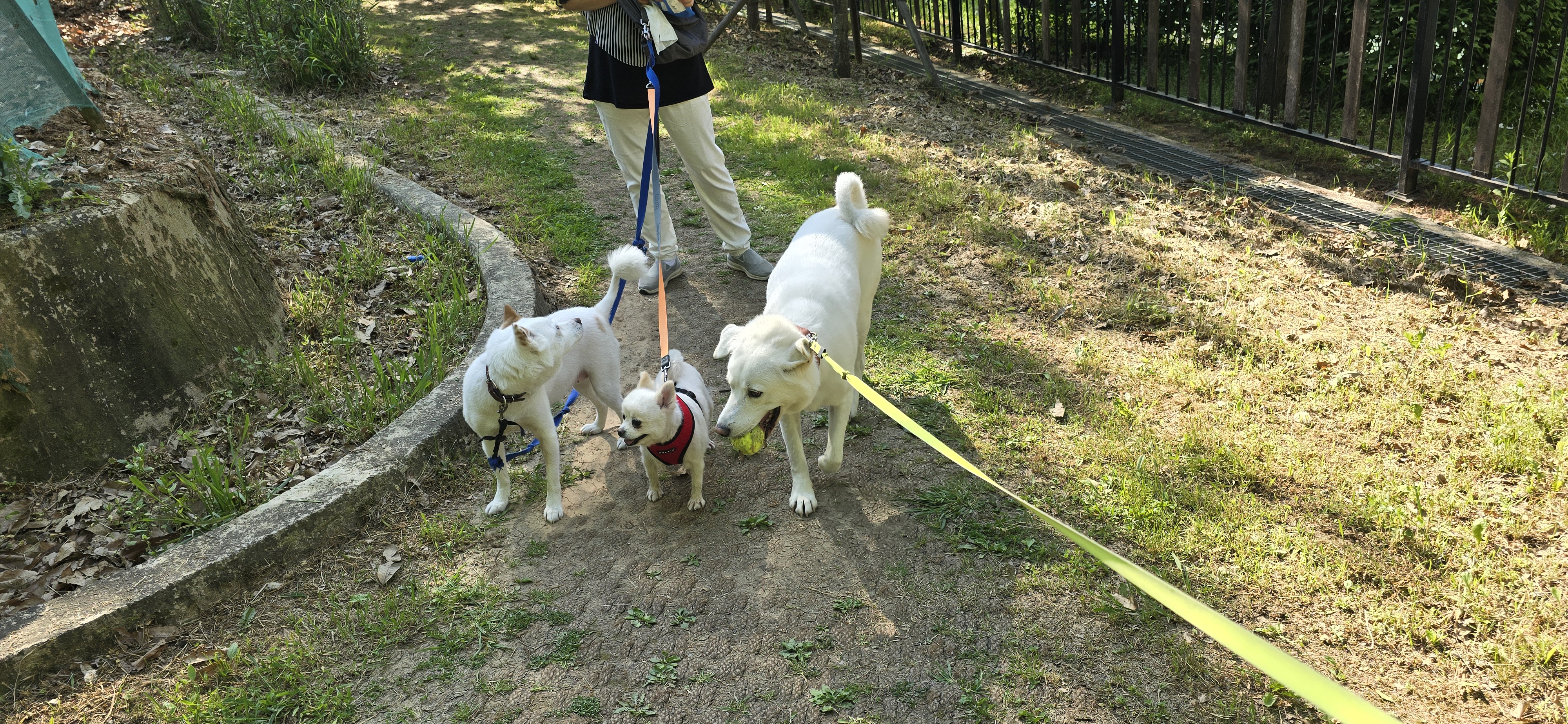 하뽀(봄이) 임시보호 한달째 후기입니다