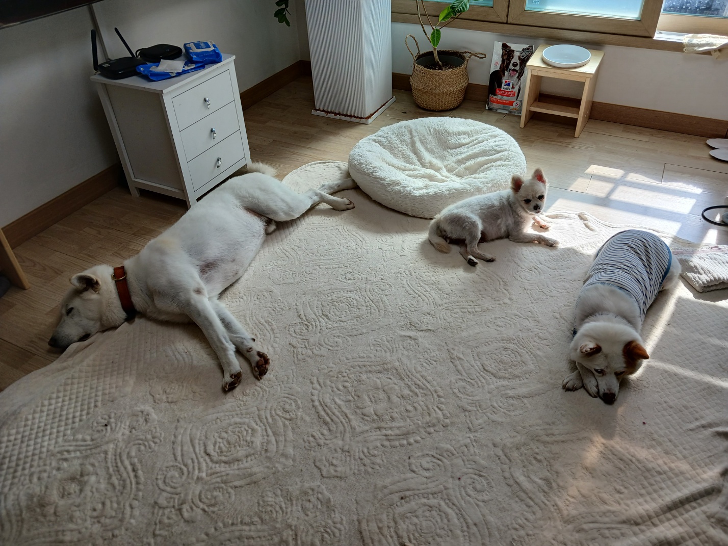 하뽀(봄이) 임시보호 한달째 후기입니다