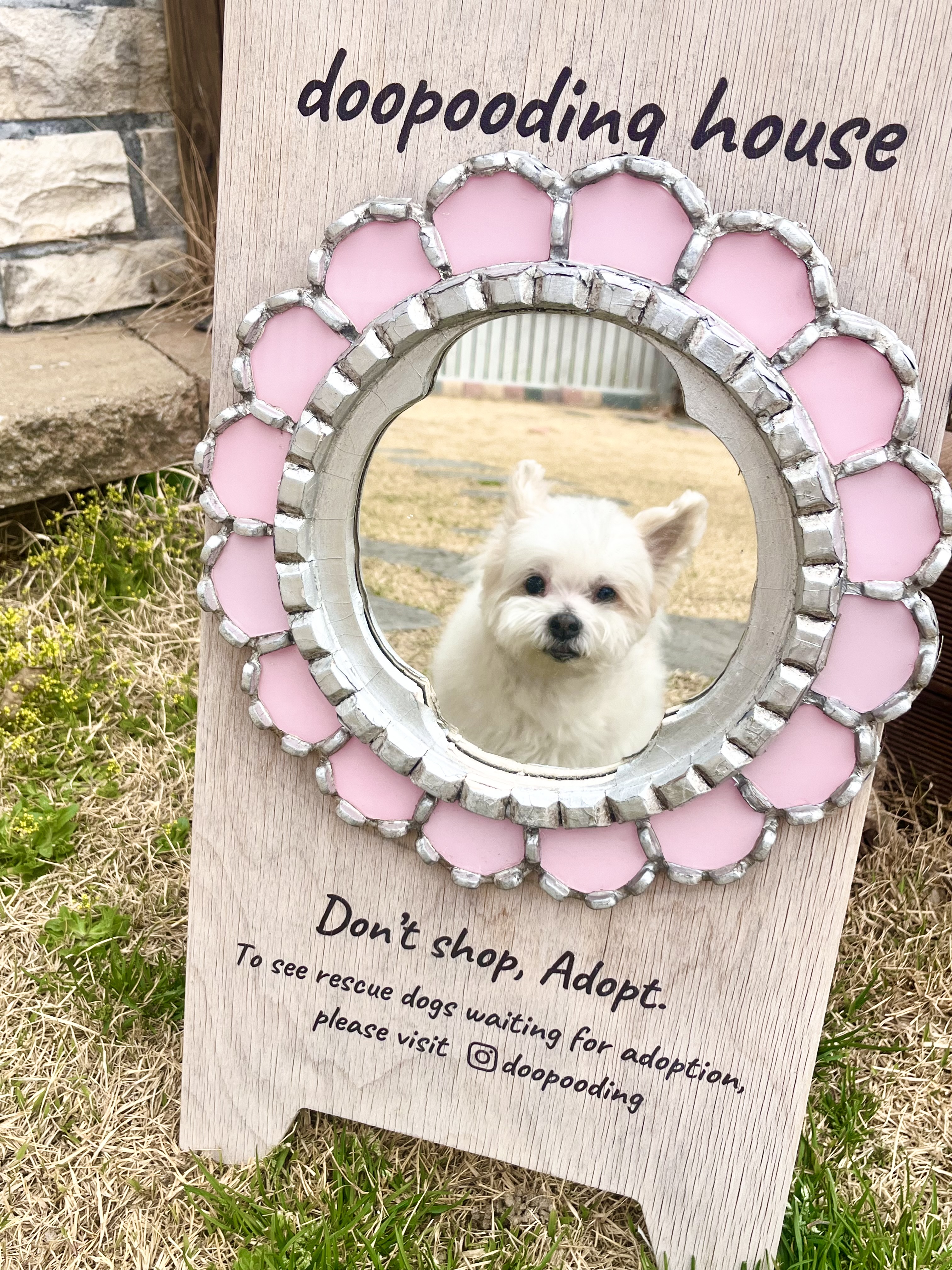 바밤(구 아금이)이랑 가족된지 일년이 넘었네요 ㅎㅎ