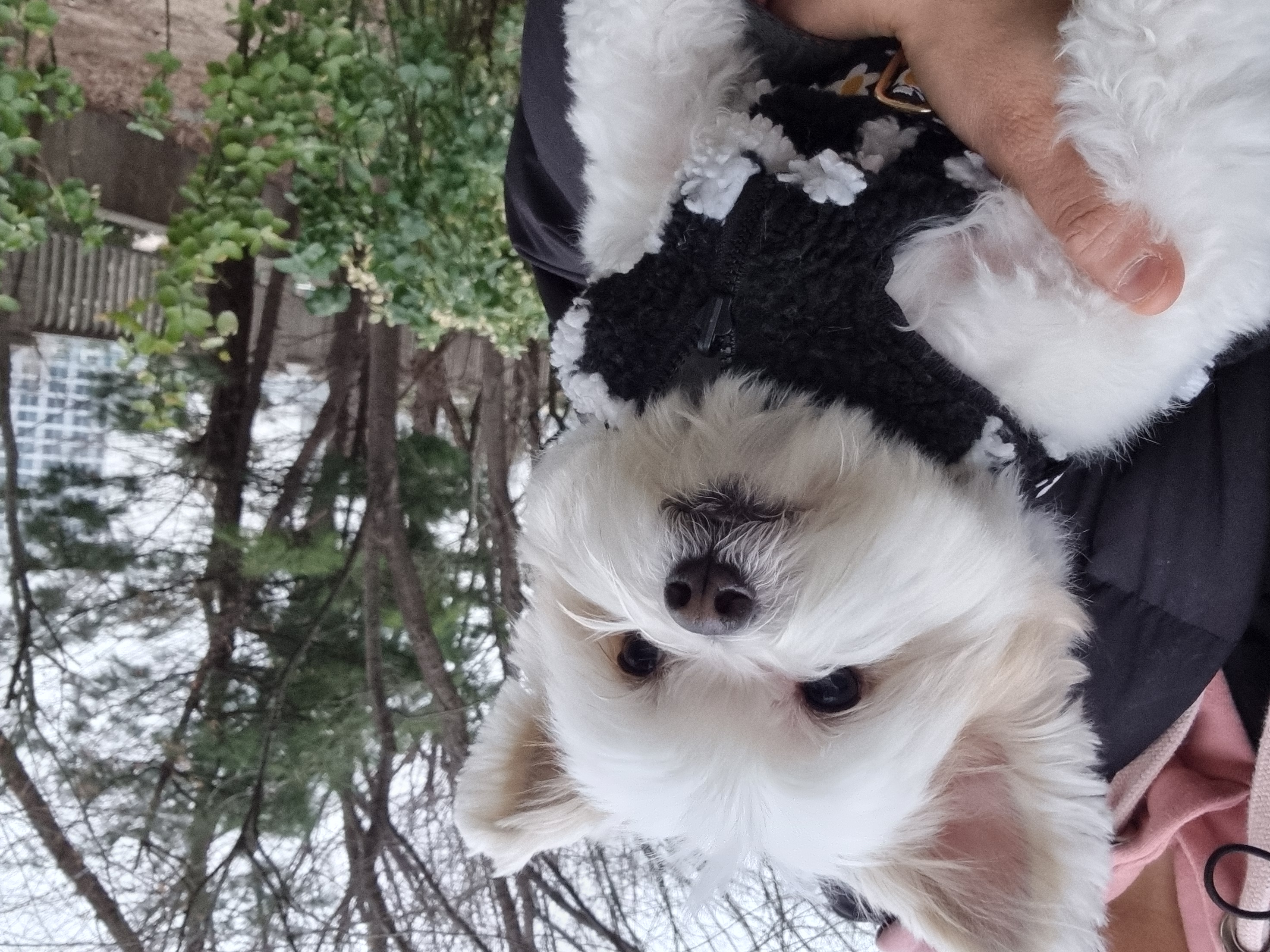 바밤(구 아금이)이랑 가족된지 일년이 넘었네요 ㅎㅎ