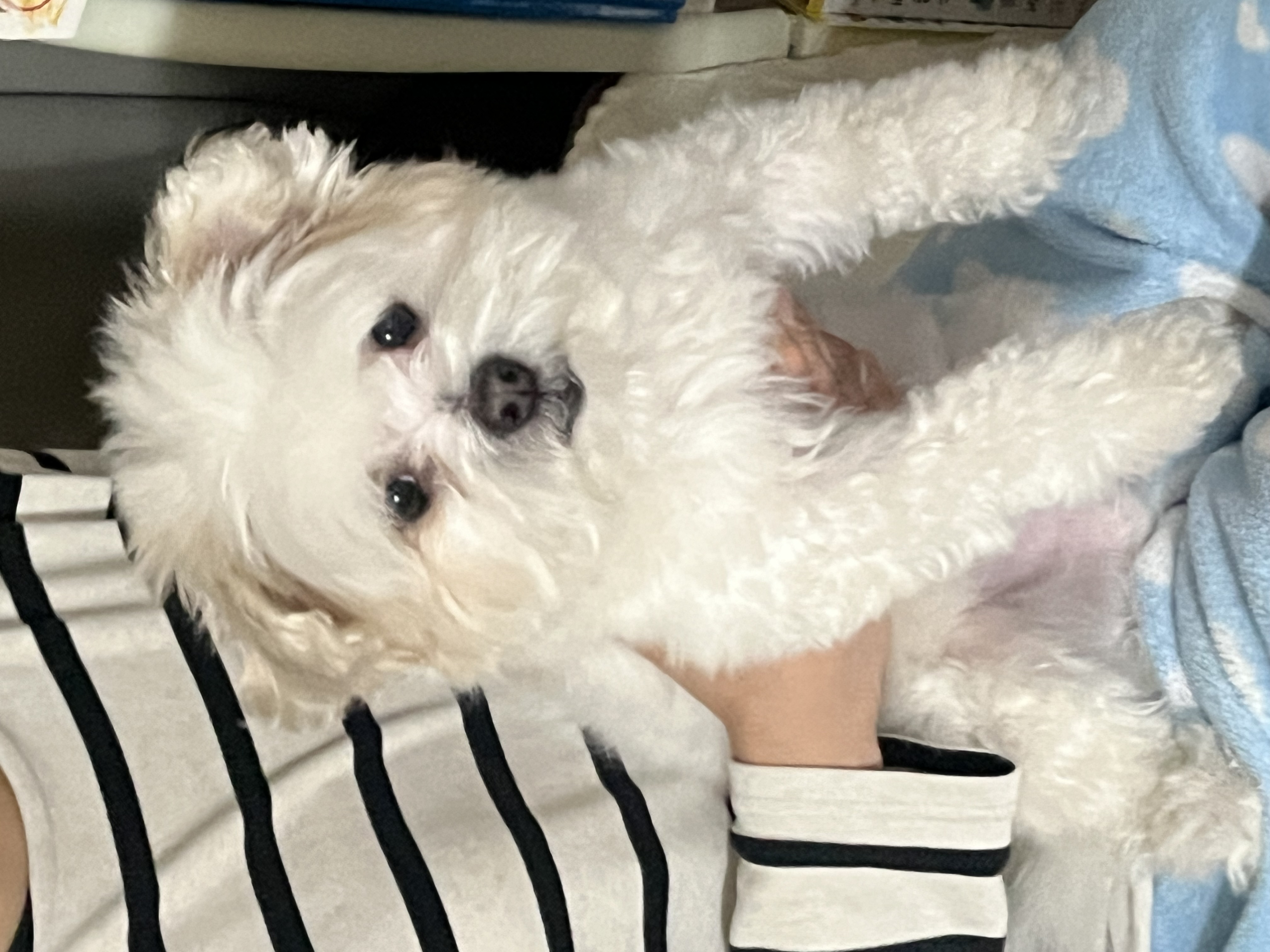 바밤(구 아금이)이랑 가족된지 일년이 넘었네요 ㅎㅎ