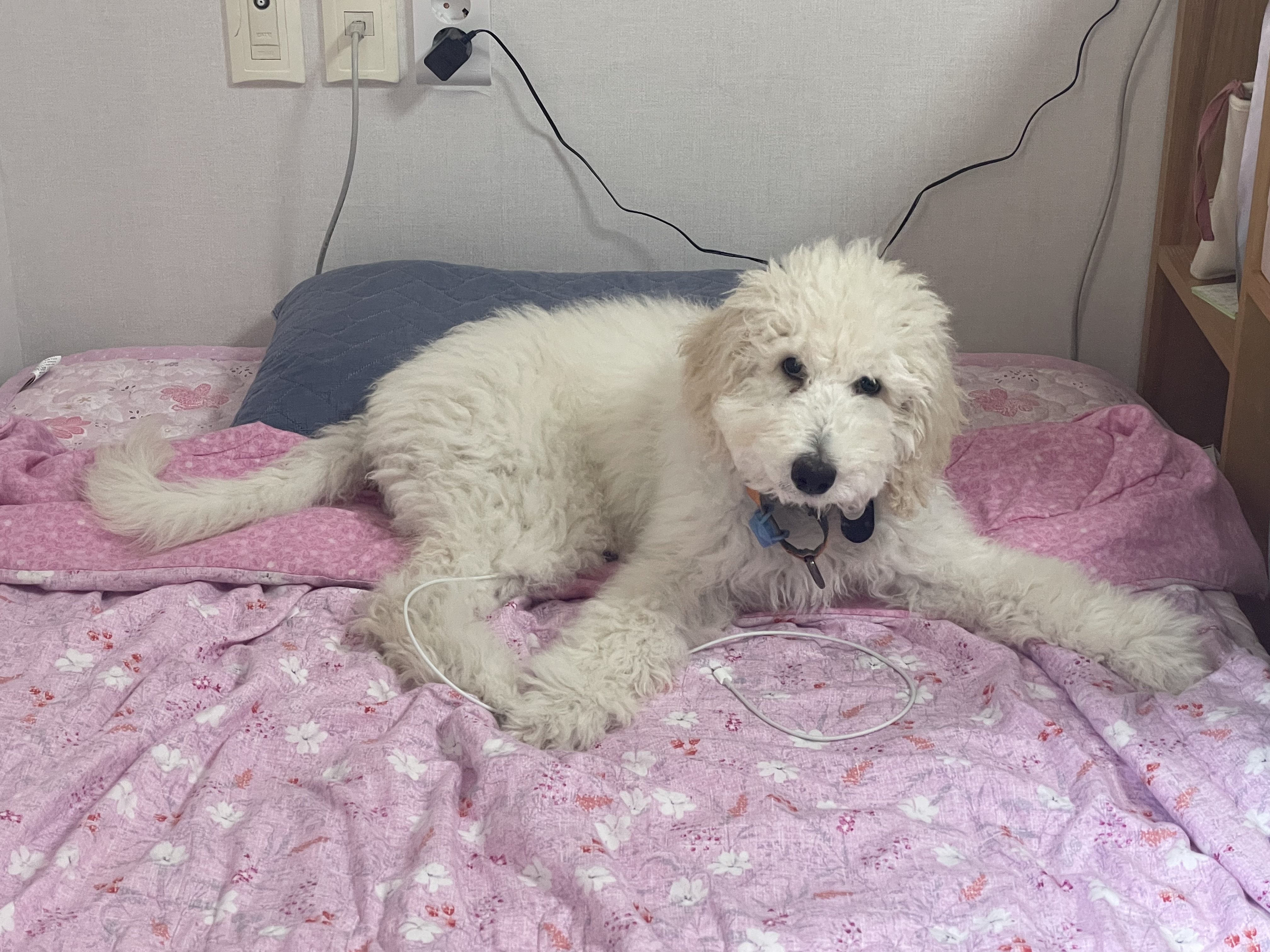 루미 (푸린이) 한 달 입양 후기