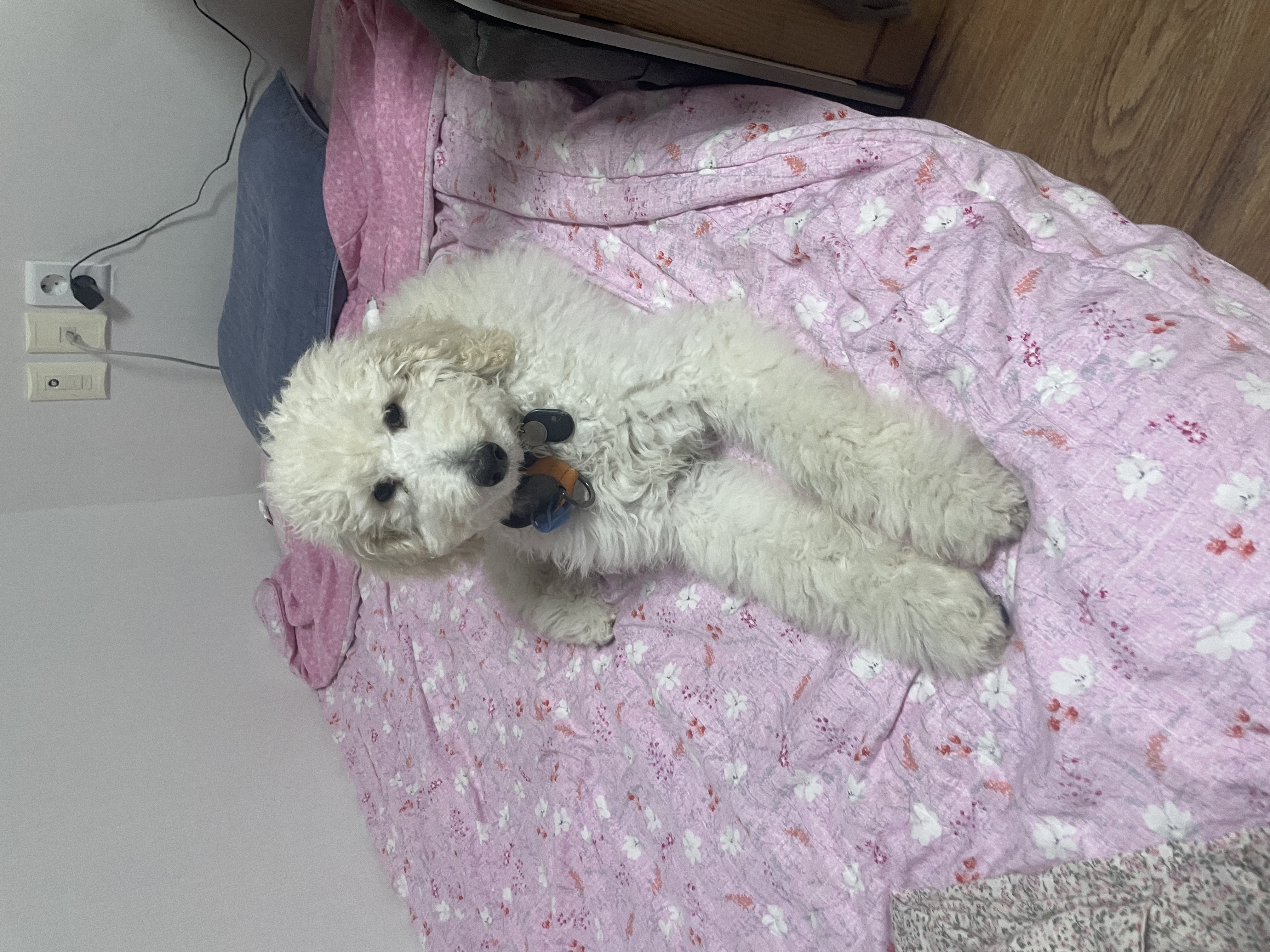 루미 (푸린이) 한 달 입양 후기