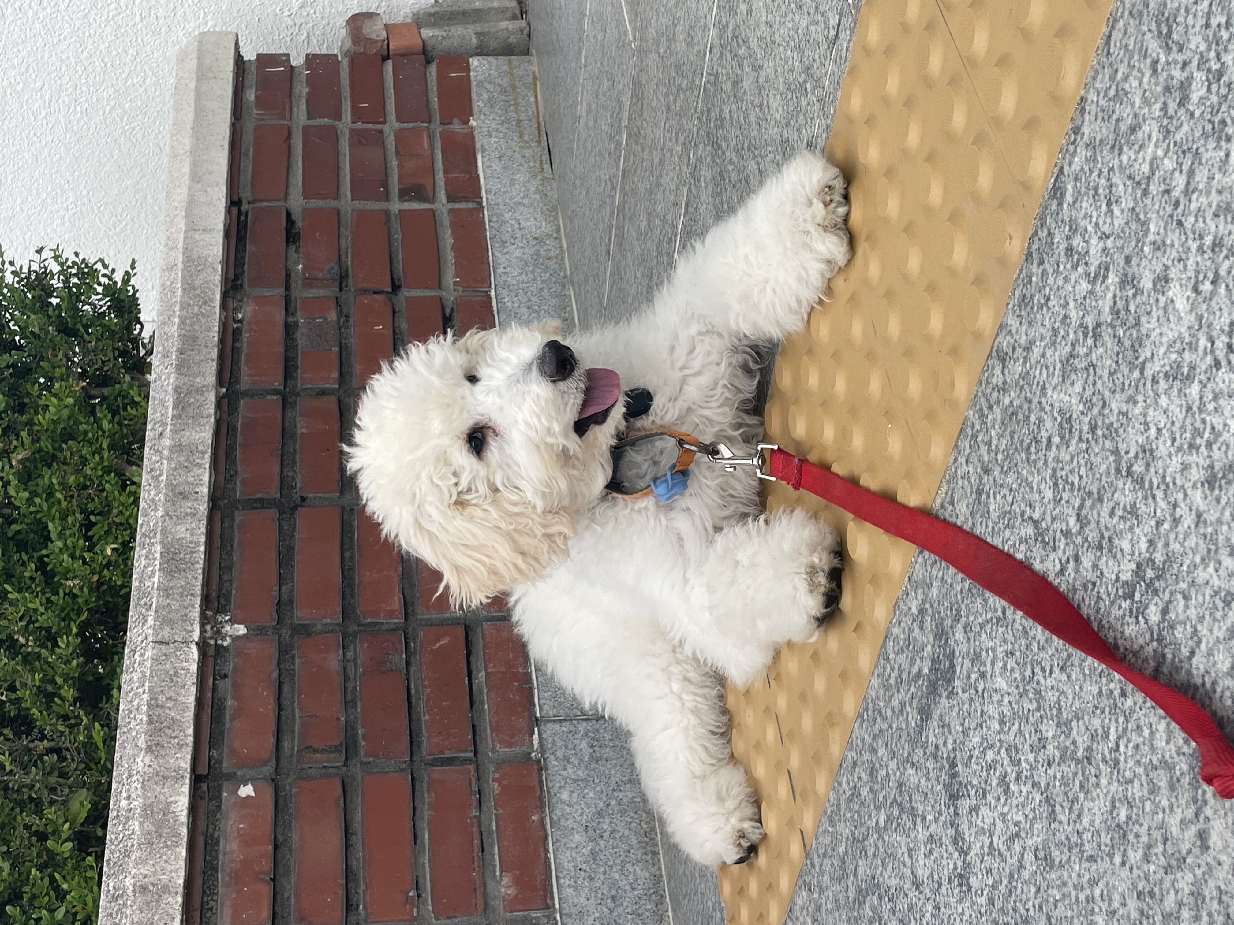 루미 (푸린이) 한 달 입양 후기