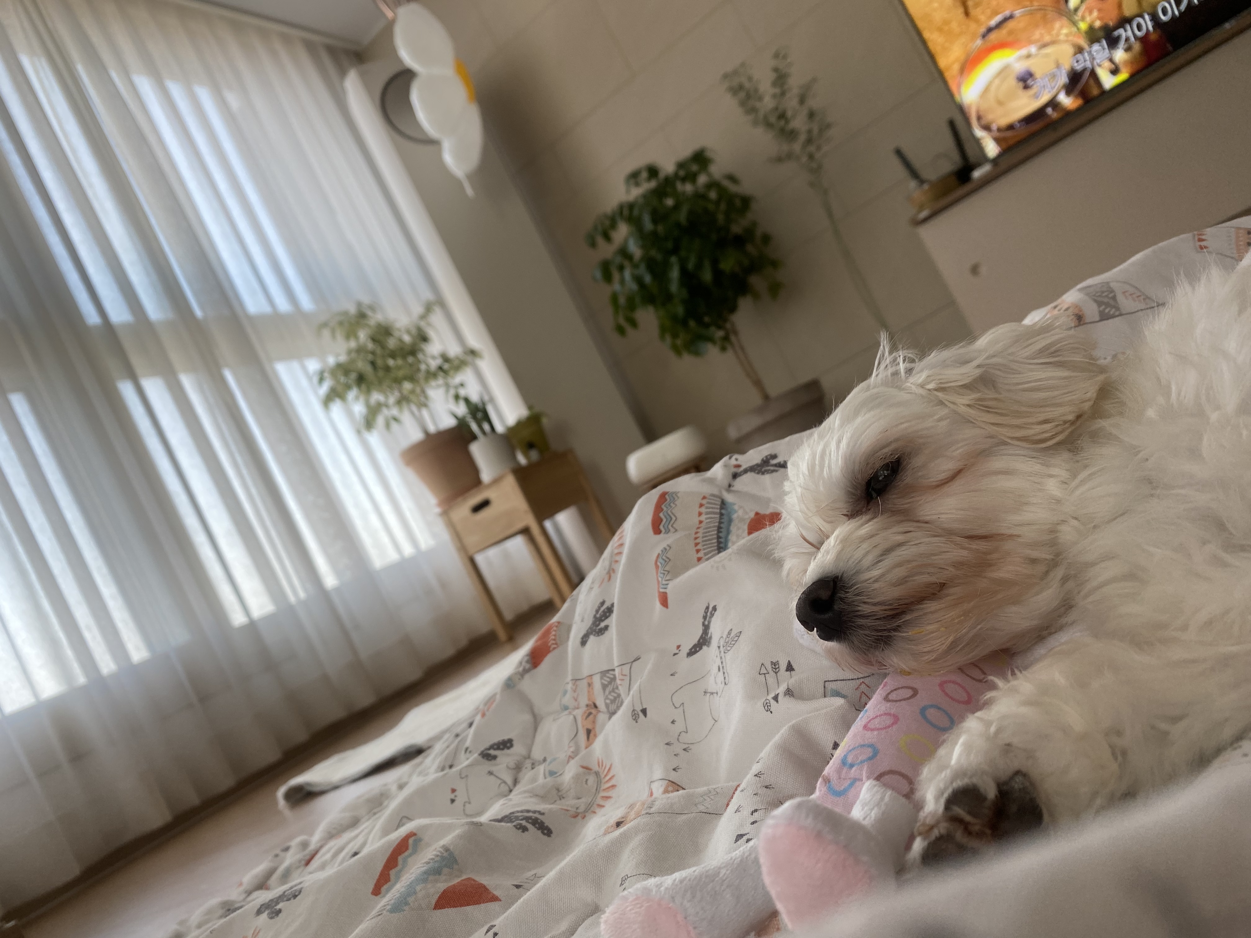 애찌의 임시보호 이야기