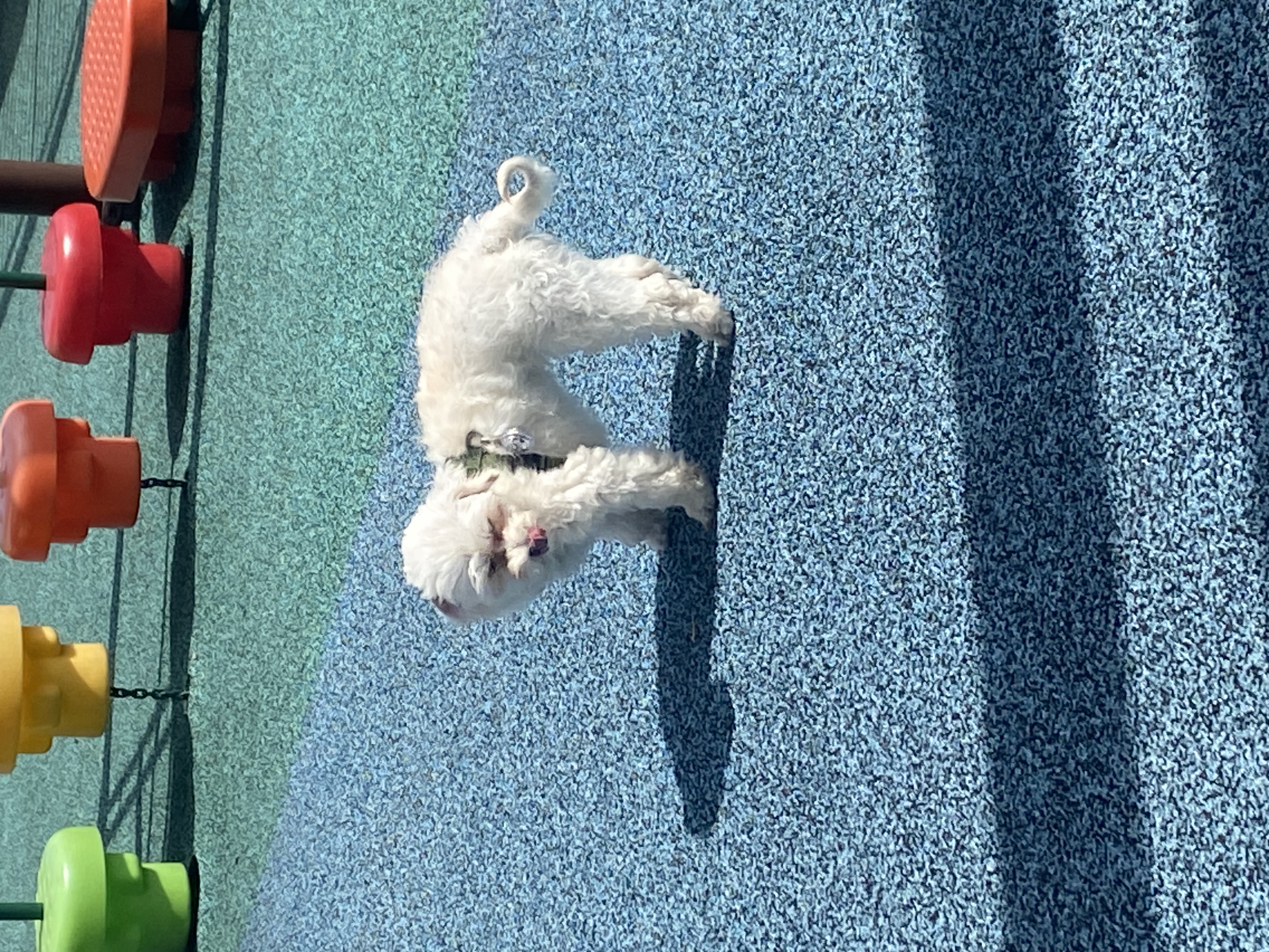 애찌의 임시보호 이야기