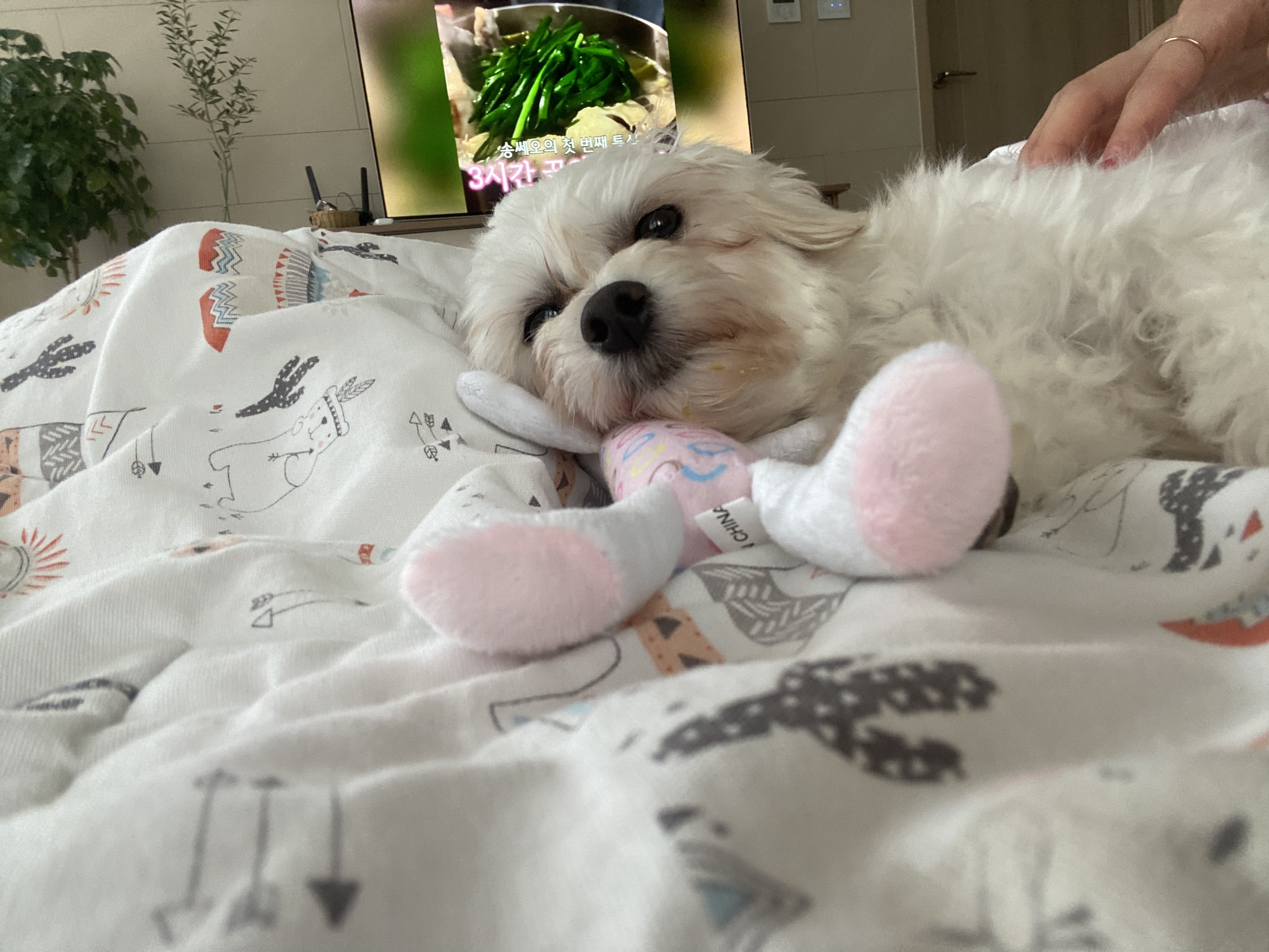 애찌의 임시보호 이야기