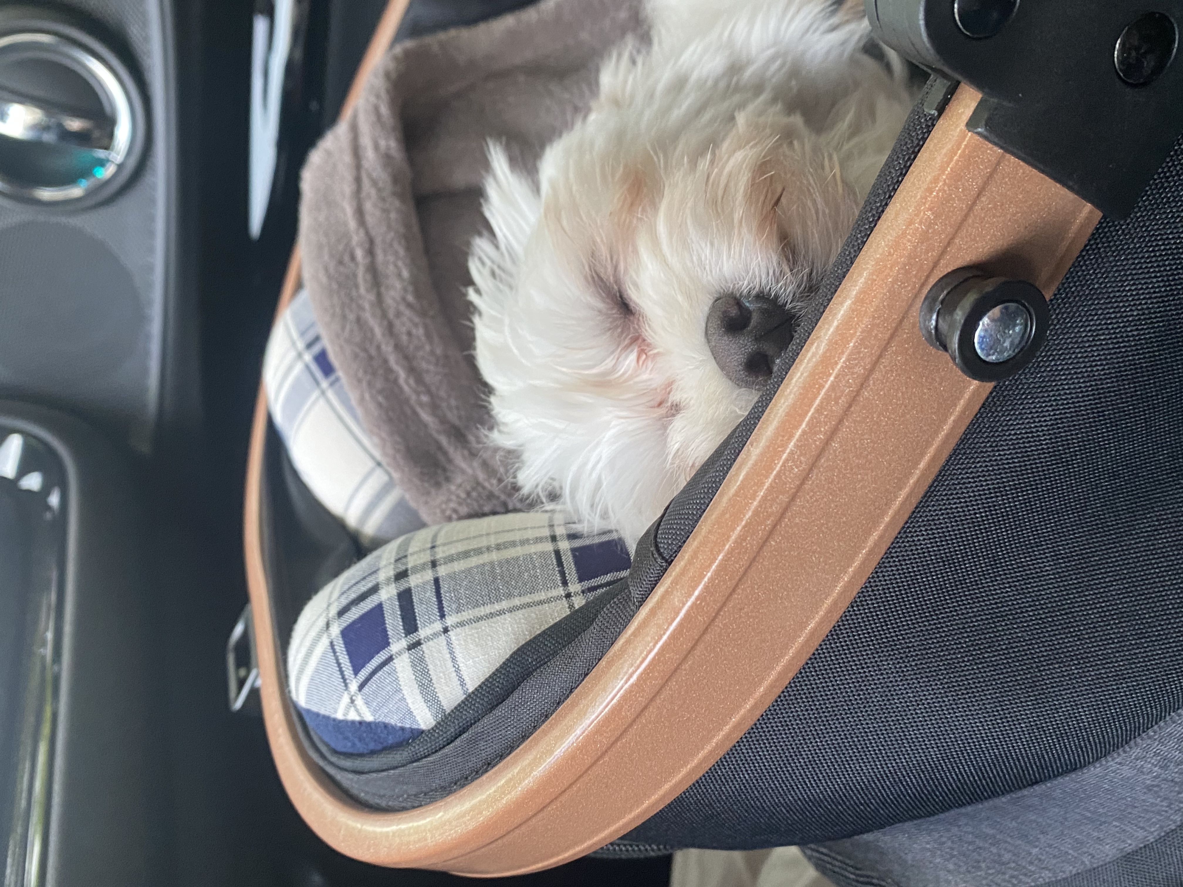 애찌의 임시보호 이야기