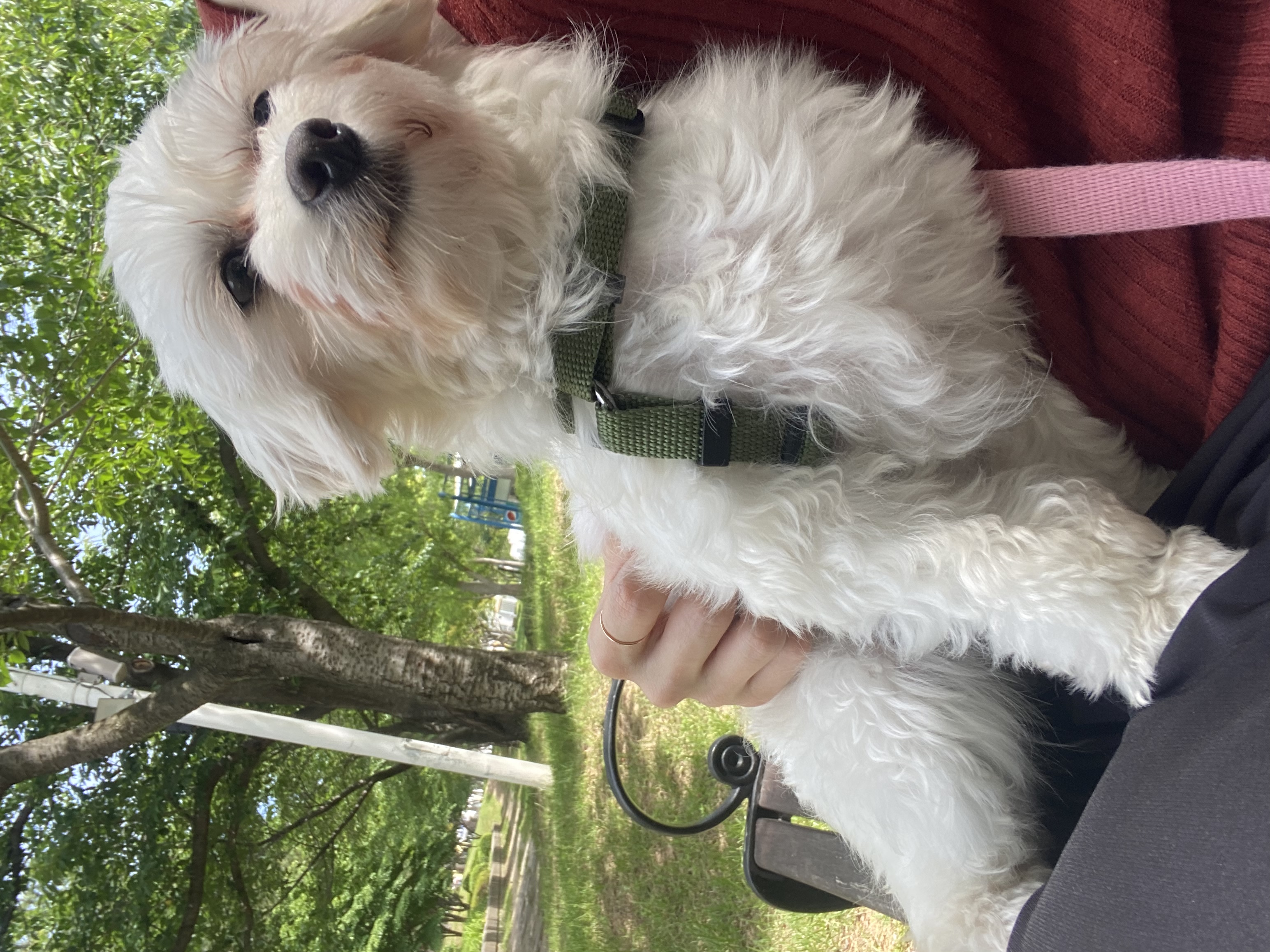 애찌의 임시보호 이야기