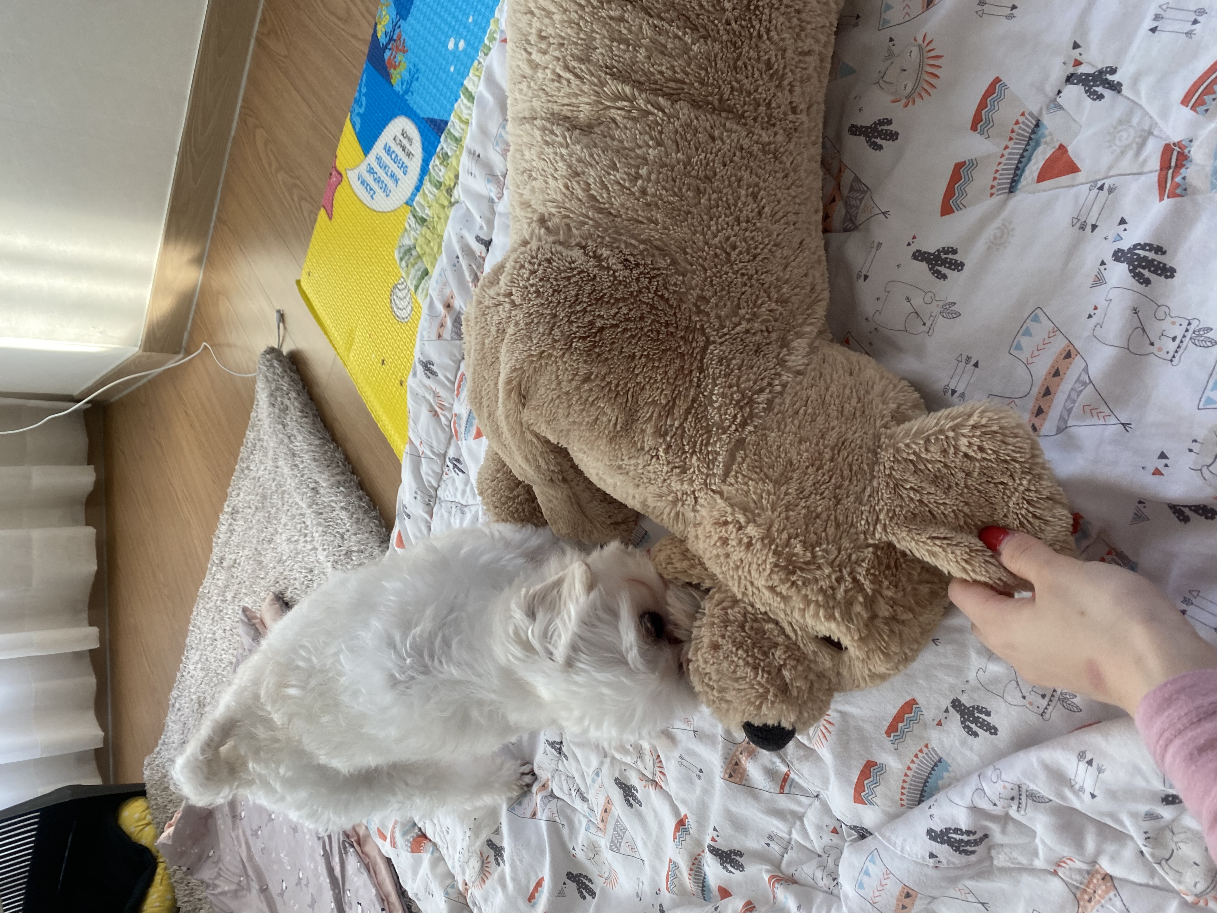 애찌의 임시보호 이야기