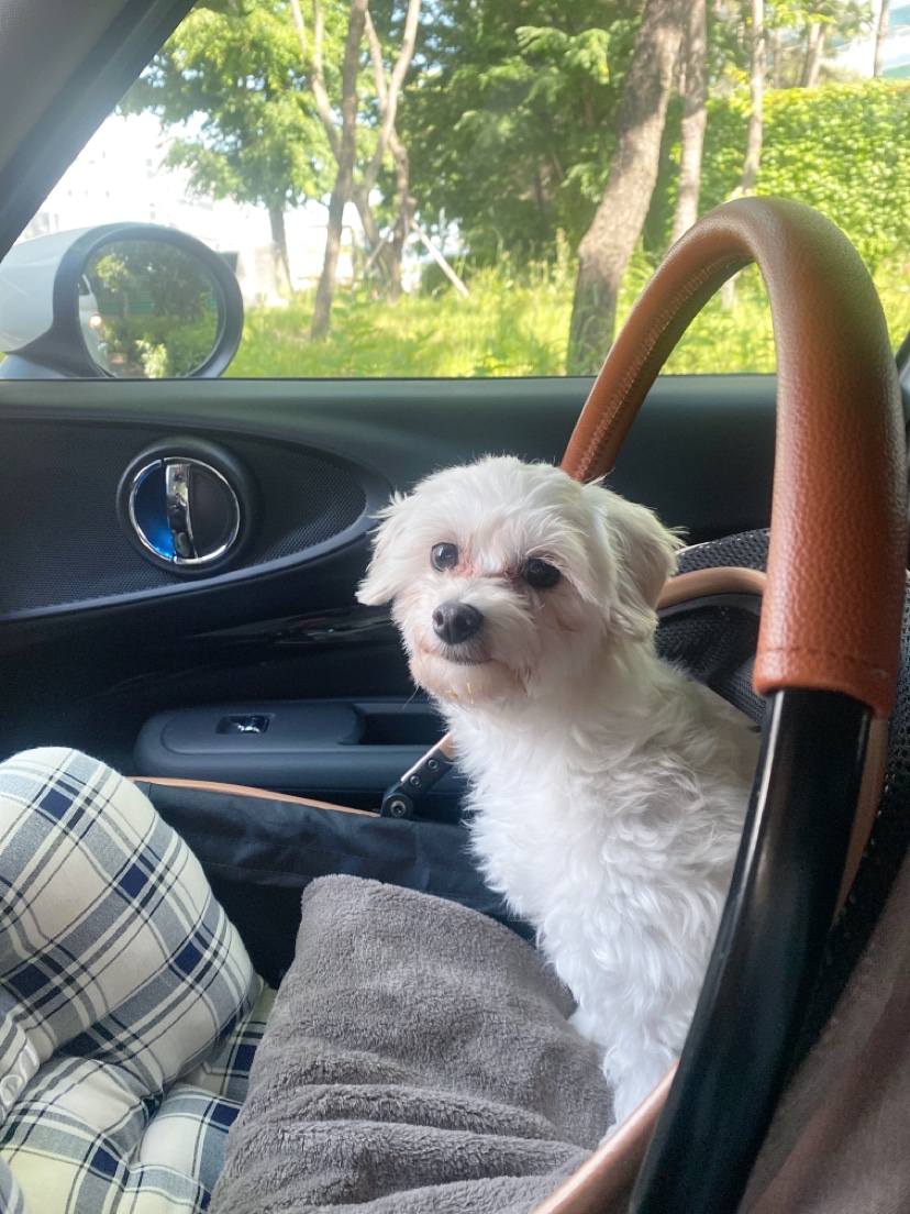 애찌의 임시보호 이야기