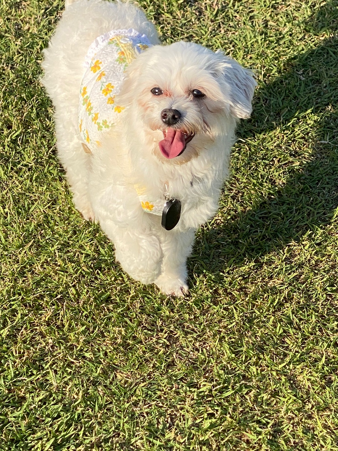 애찌의 임시보호 이야기