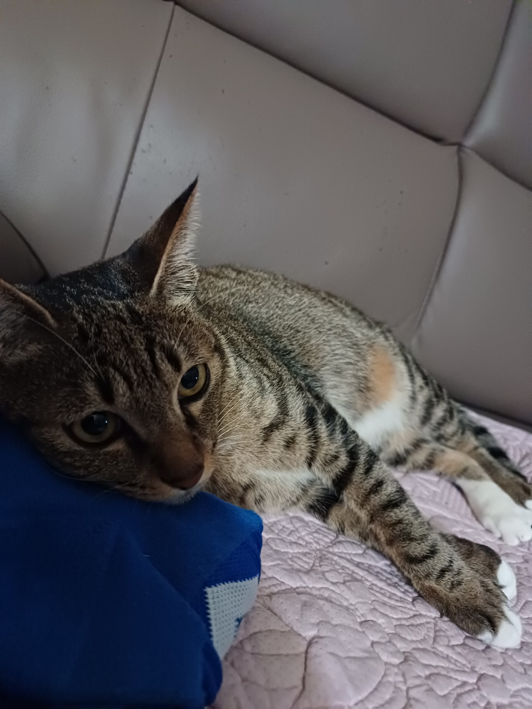 뚠뚠땡땡 고양이 길동이(승희)가 집에온지 7개월이 지났어요