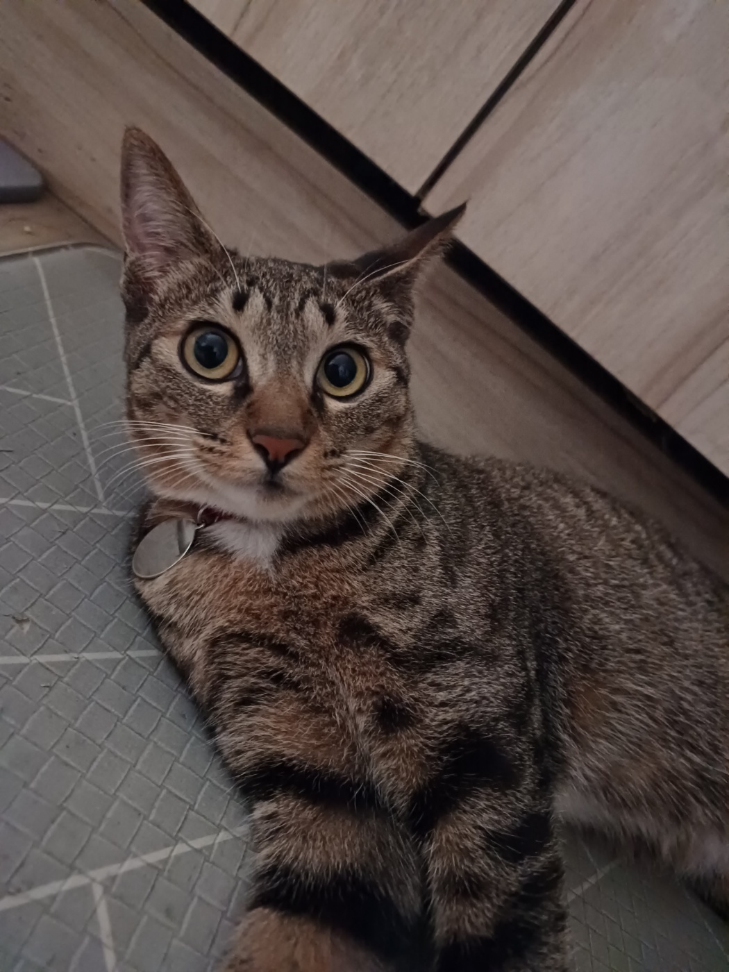 뚠뚠땡땡 고양이 길동이(승희)가 집에온지 7개월이 지났어요