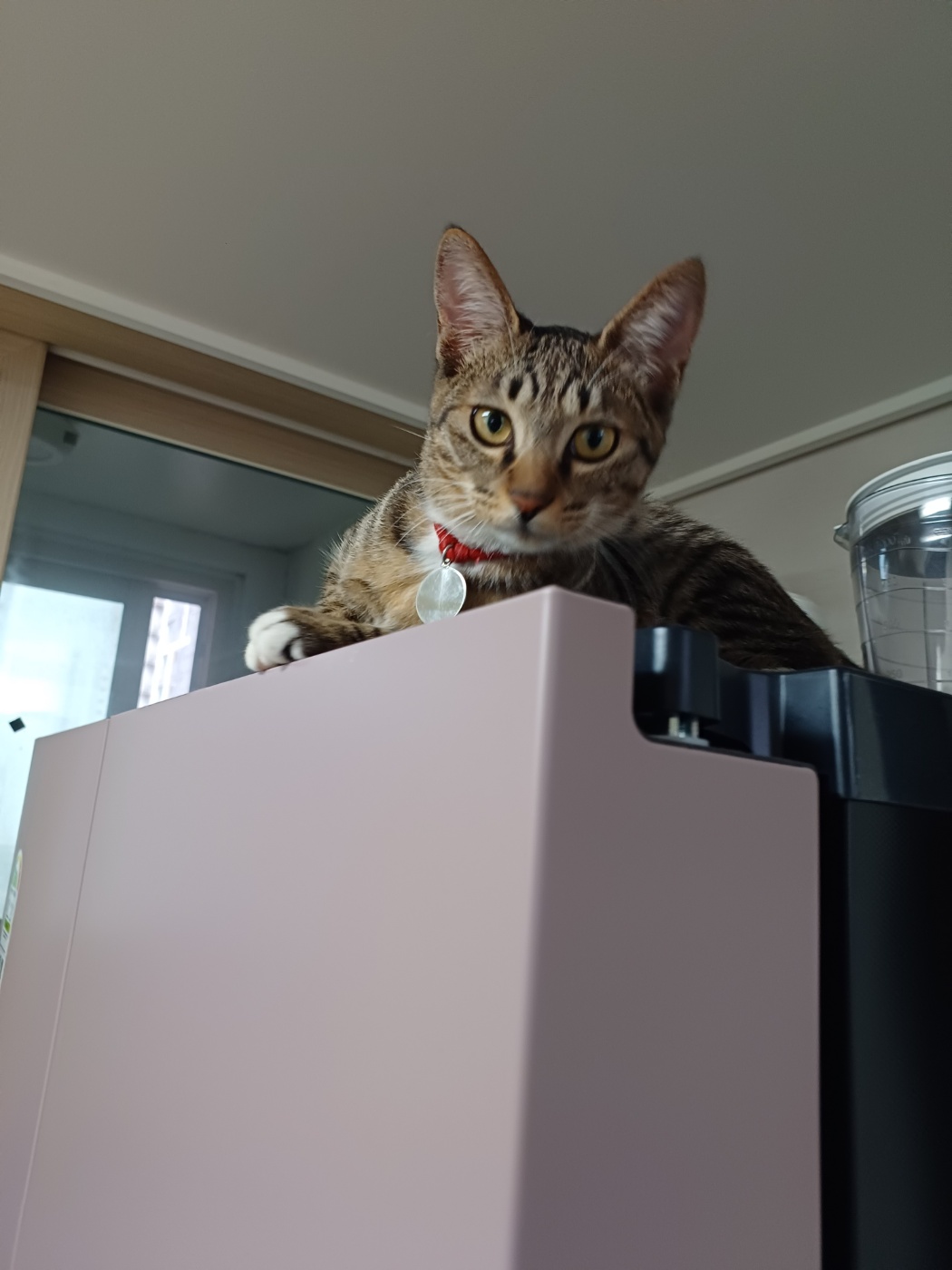 뚠뚠땡땡 고양이 길동이(승희)가 집에온지 7개월이 지났어요