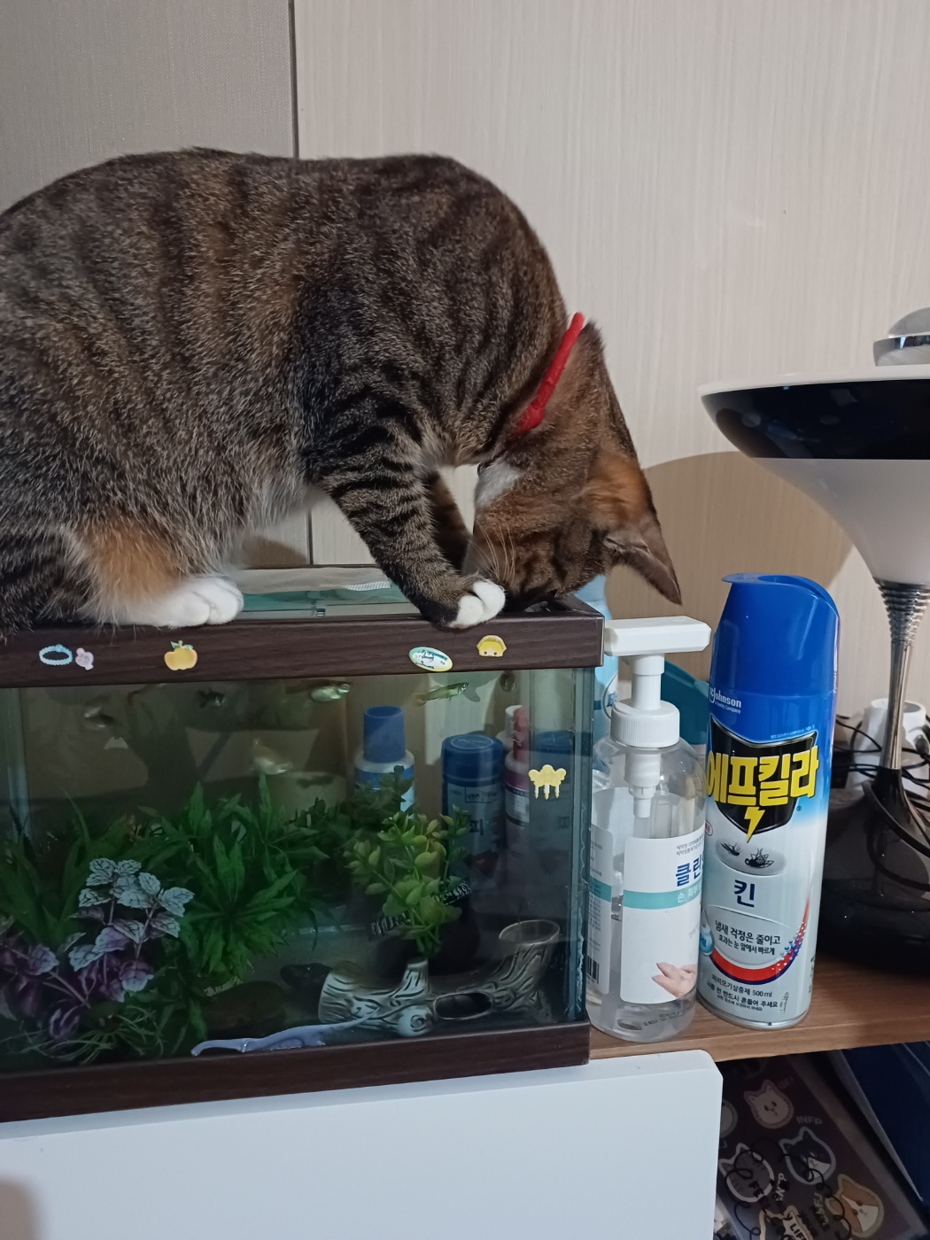 뚠뚠땡땡 고양이 길동이(승희)가 집에온지 7개월이 지났어요