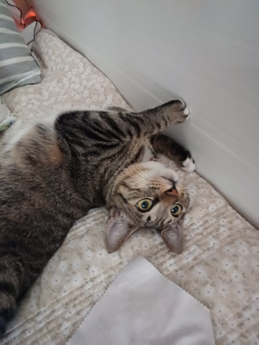 뚠뚠땡땡 고양이 길동이(승희)가 집에온지 7개월이 지났어요